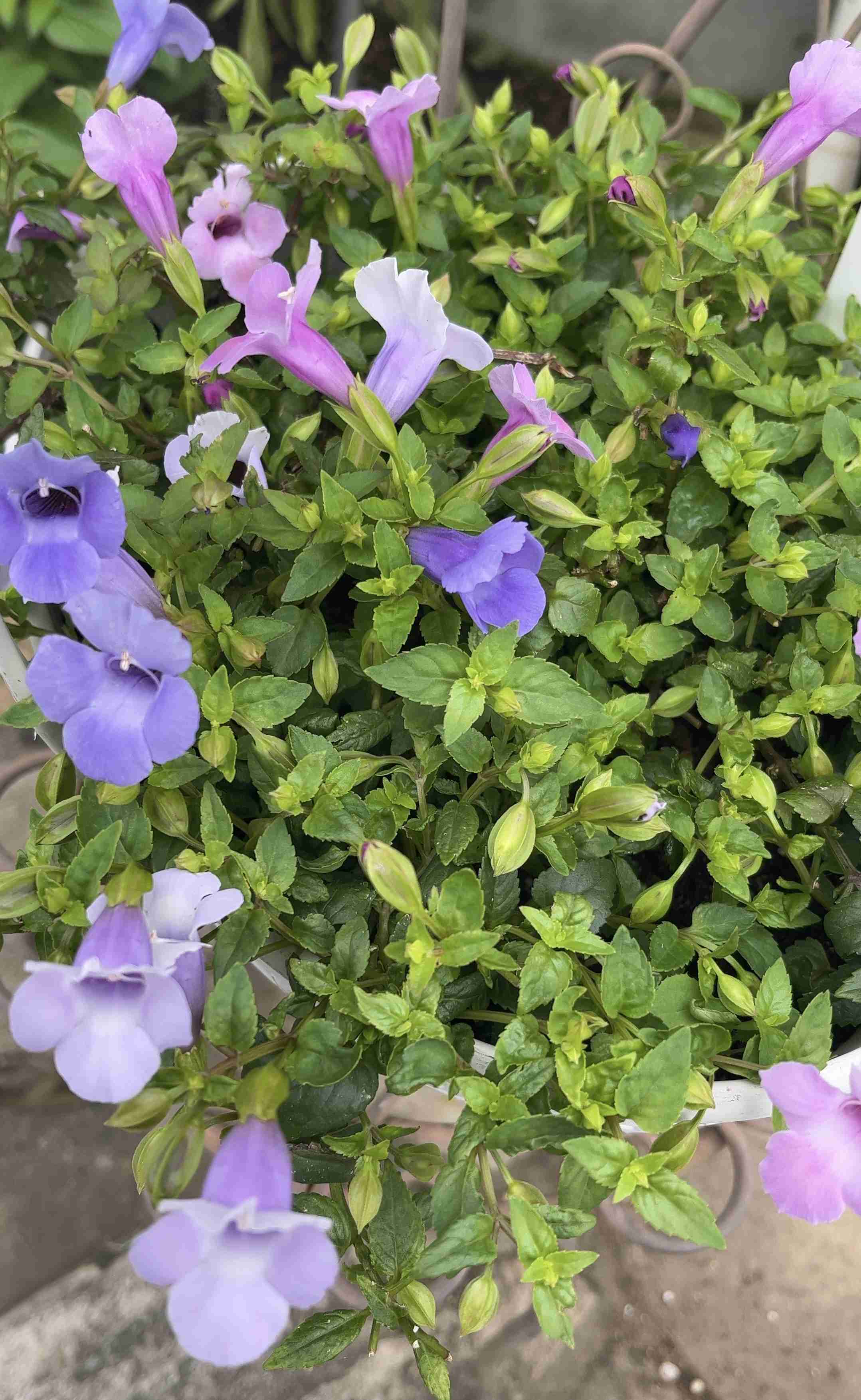 【ガーデニング】ガルちゃん園芸部【花・植物】part.24