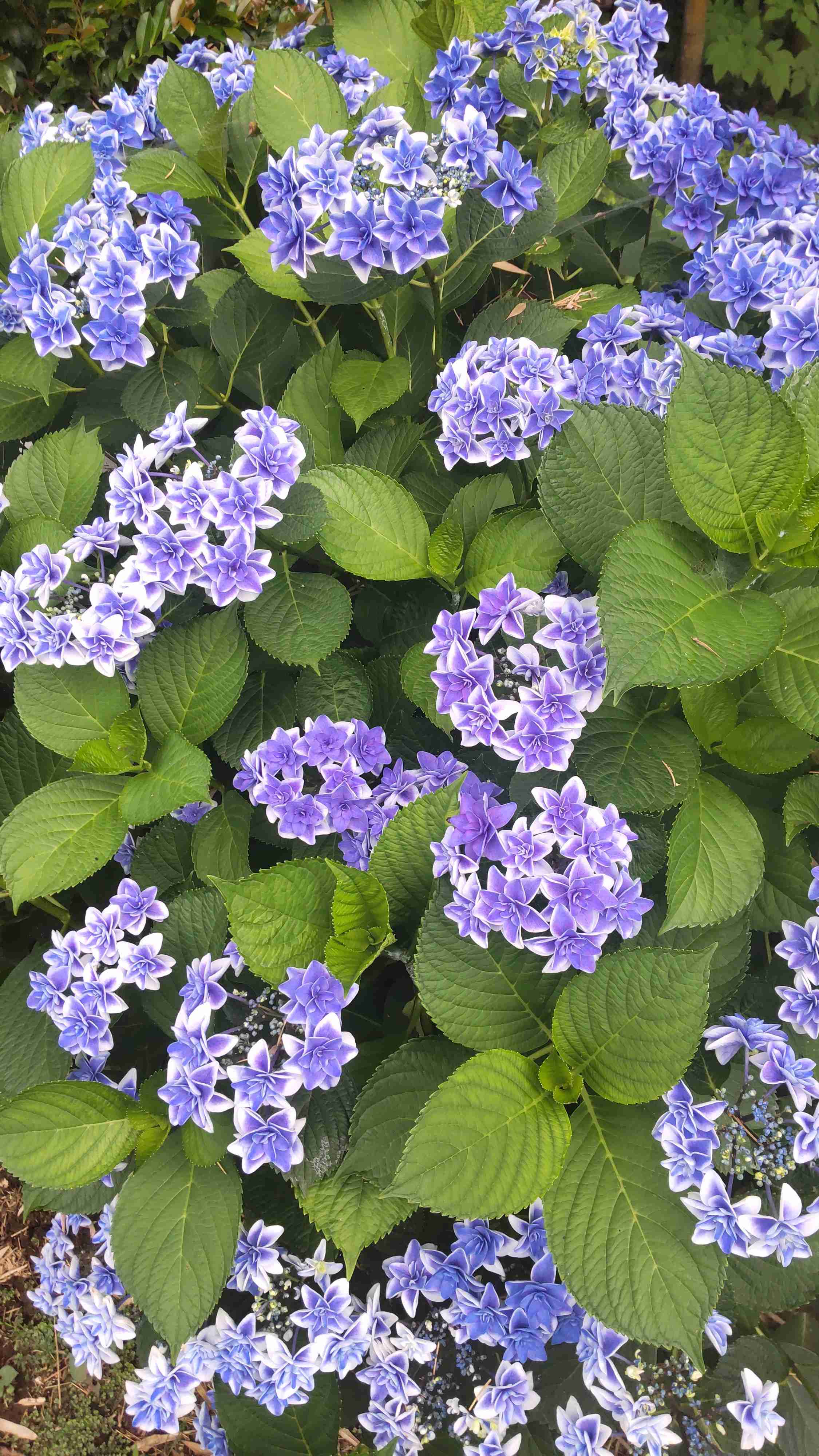 【ガーデニング】ガルちゃん園芸部【花・植物】part.24