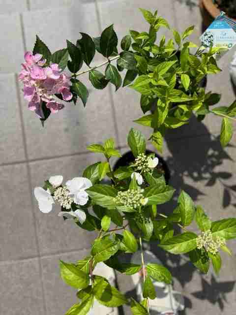 【ガーデニング】ガルちゃん園芸部【花・植物】part.24