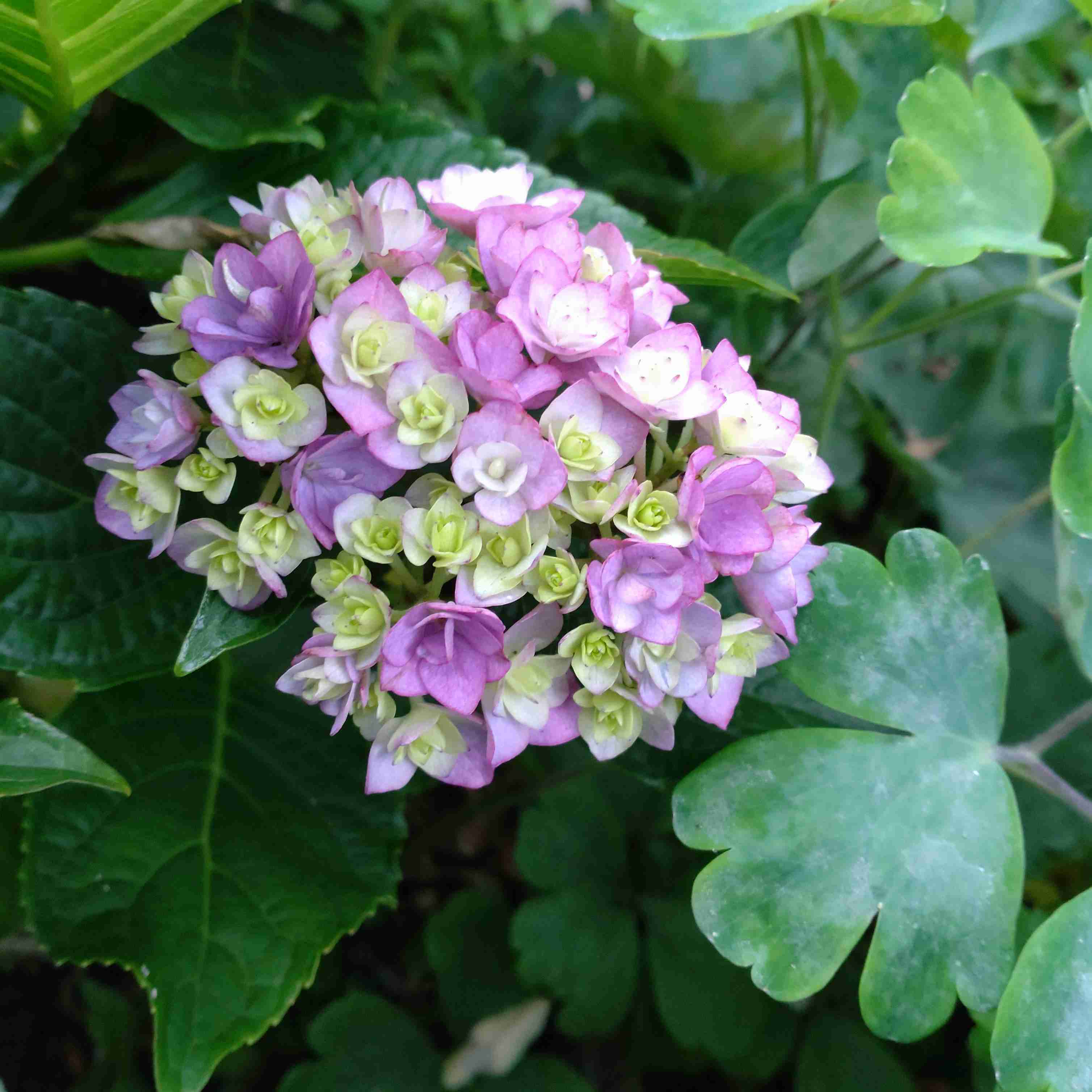 【ガーデニング】ガルちゃん園芸部【花・植物】part.24