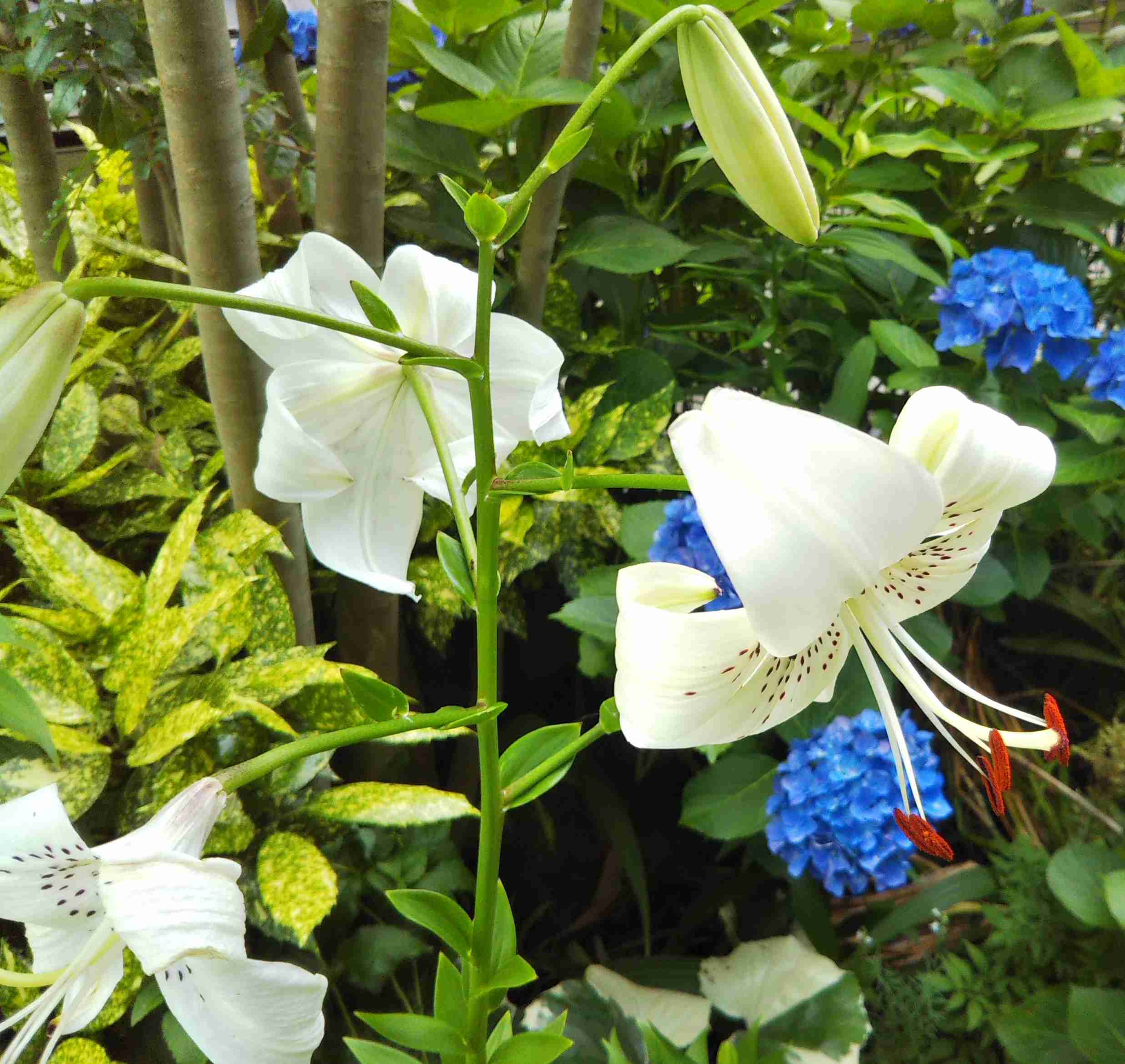 【ガーデニング】ガルちゃん園芸部【花・植物】part.24