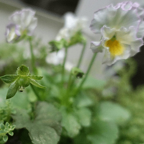 【ガーデニング】ガルちゃん園芸部【花・植物】part.24