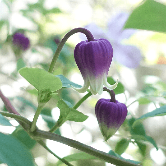 【ガーデニング】ガルちゃん園芸部【花・植物】part.24
