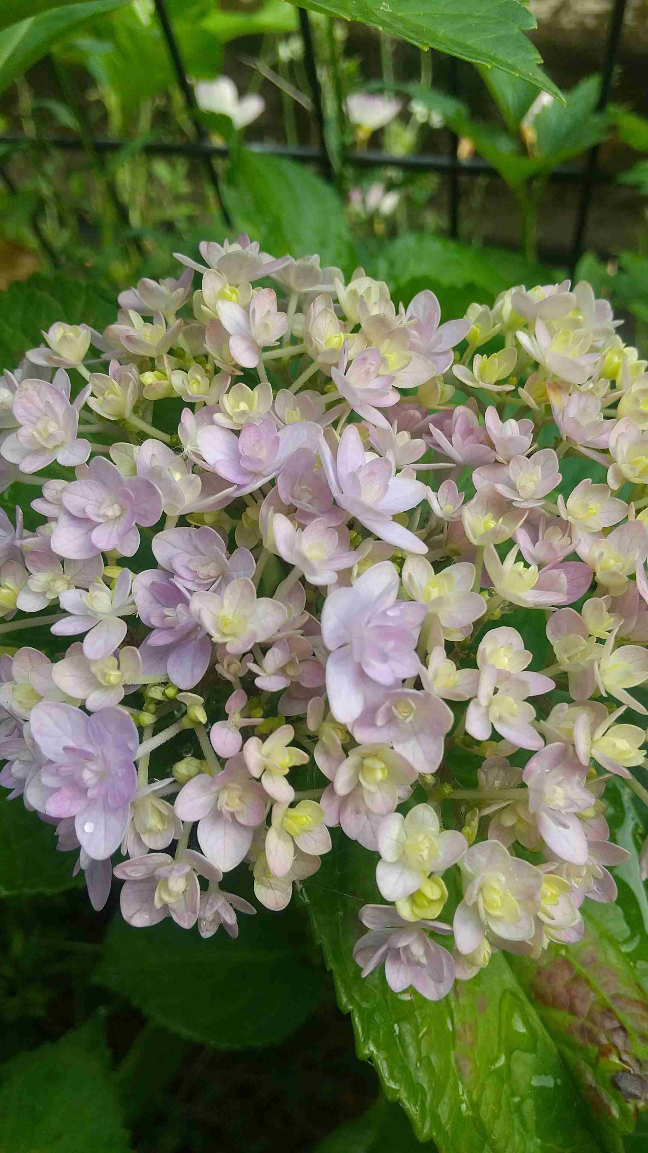 【ガーデニング】ガルちゃん園芸部【花・植物】part.24