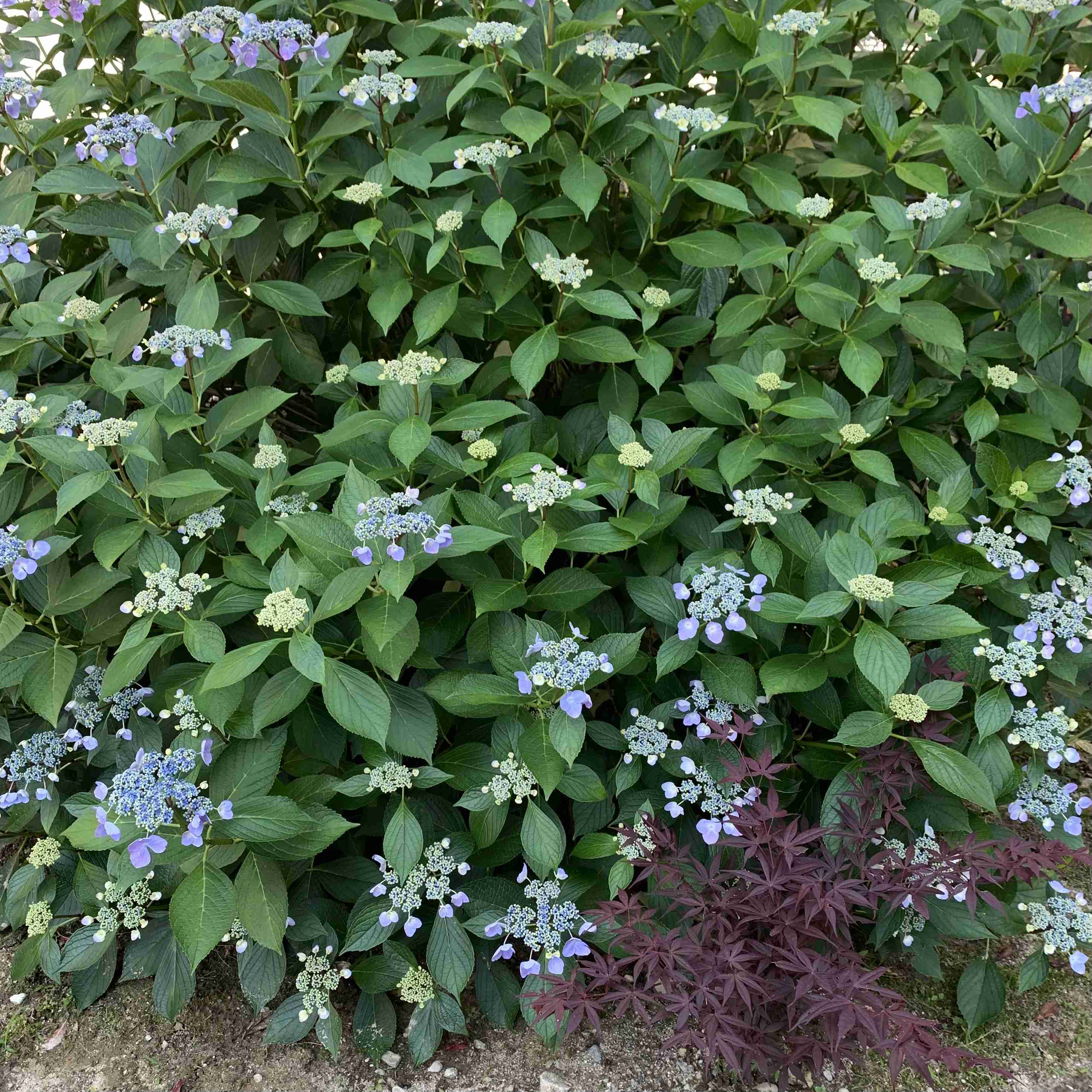 【ガーデニング】ガルちゃん園芸部【花・植物】part.24