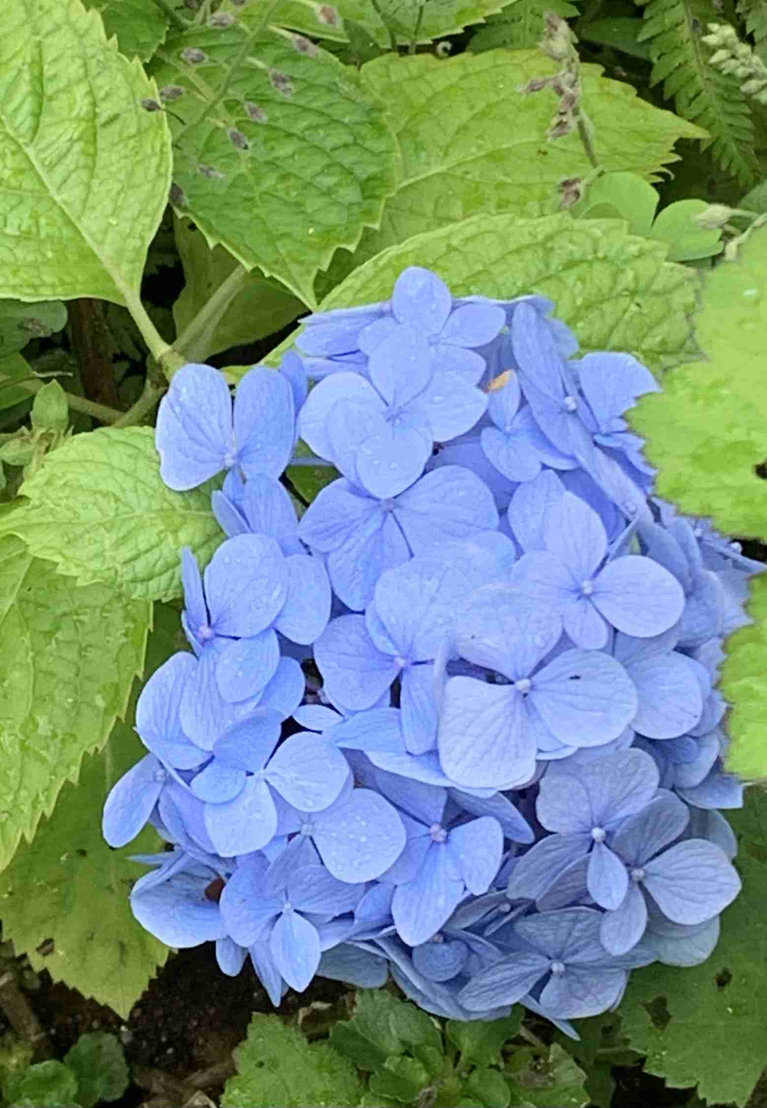 【ガーデニング】ガルちゃん園芸部【花・植物】part.24
