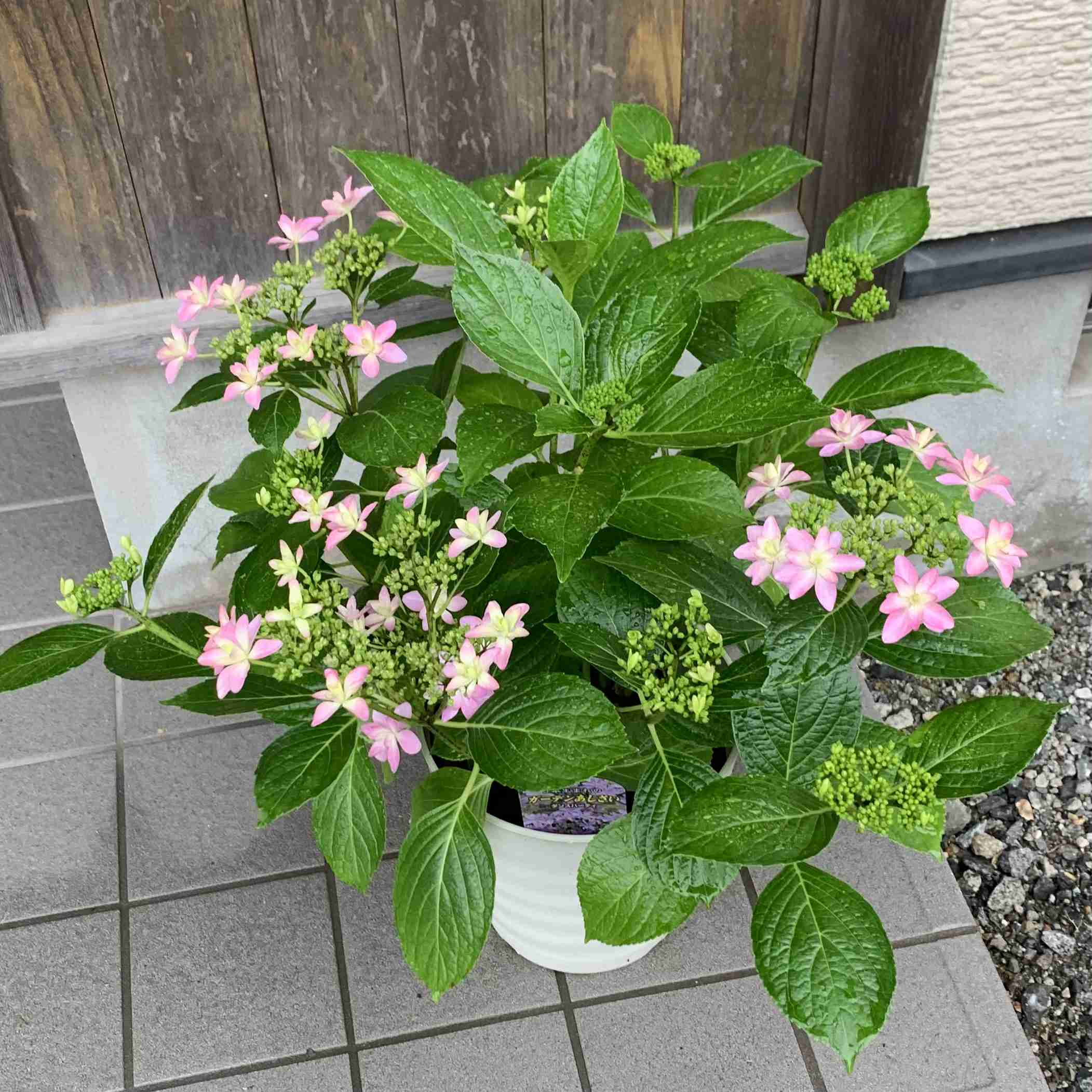 【ガーデニング】ガルちゃん園芸部【花・植物】part.24