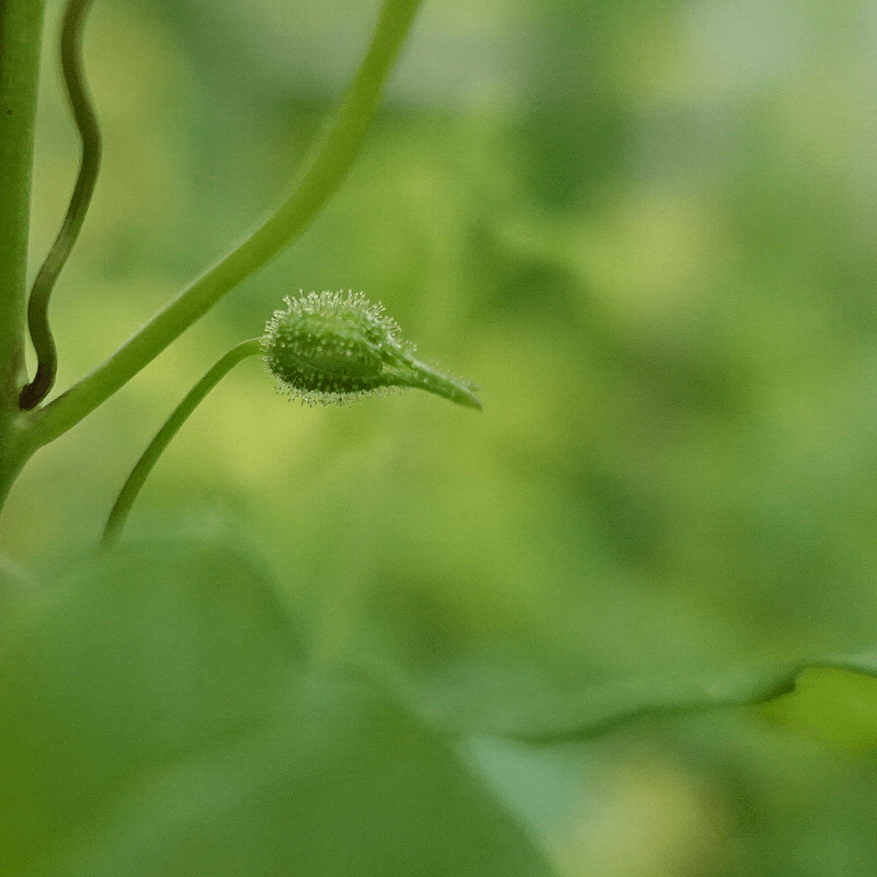 【ガーデニング】ガルちゃん園芸部【花・植物】part.24