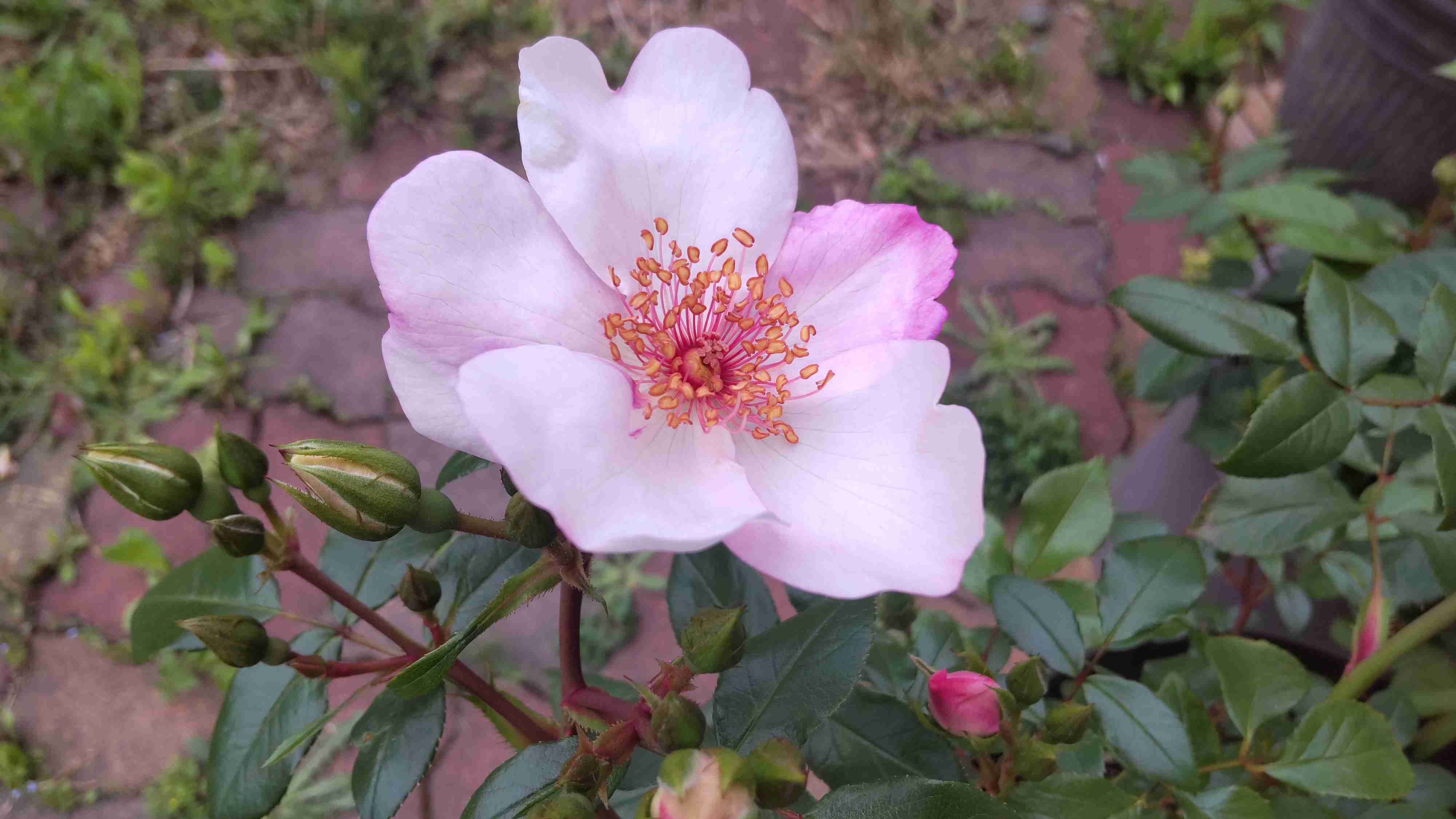 【ガーデニング】ガルちゃん園芸部【花・植物】part.24