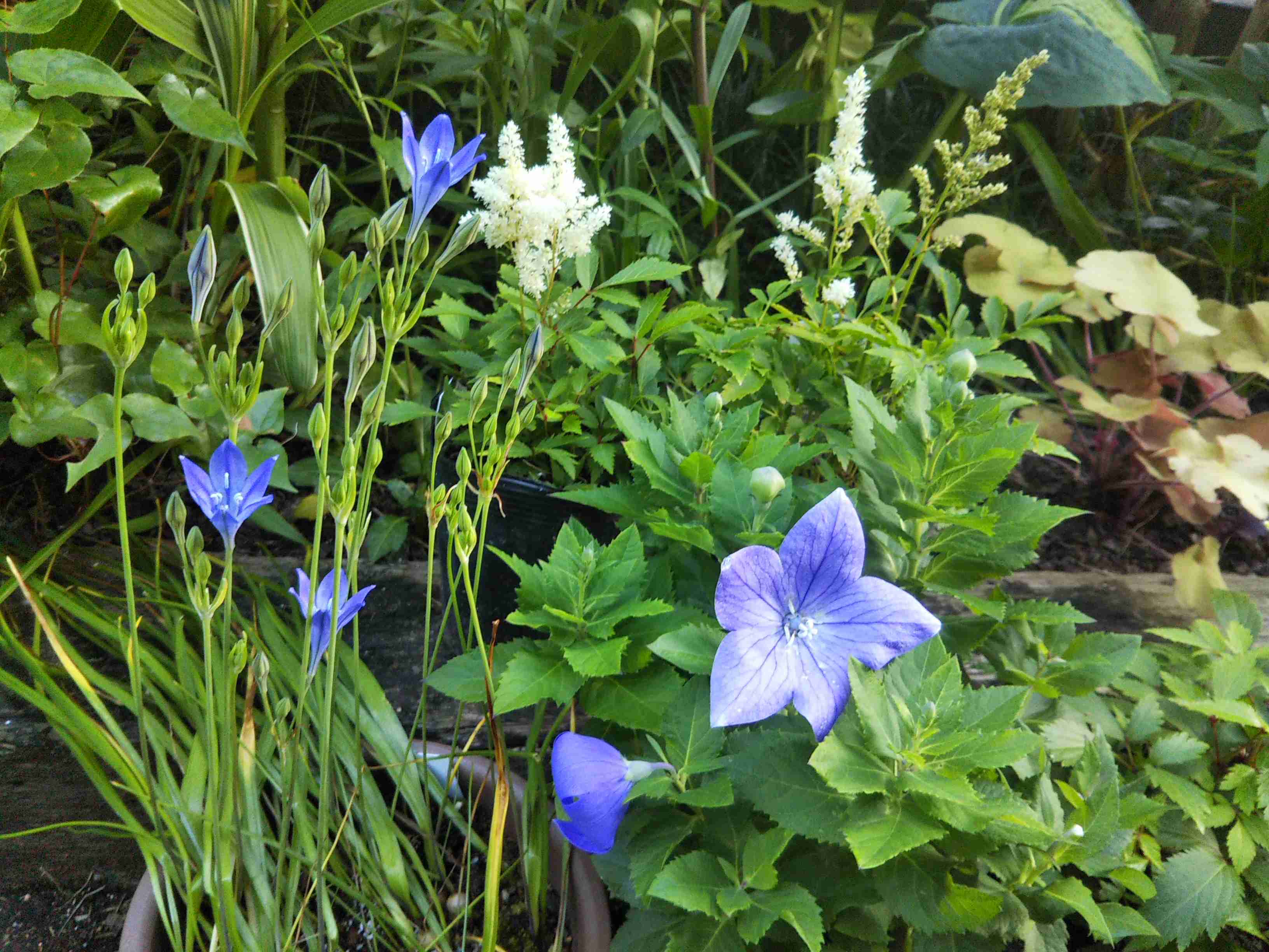 【ガーデニング】ガルちゃん園芸部【花・植物】part.24