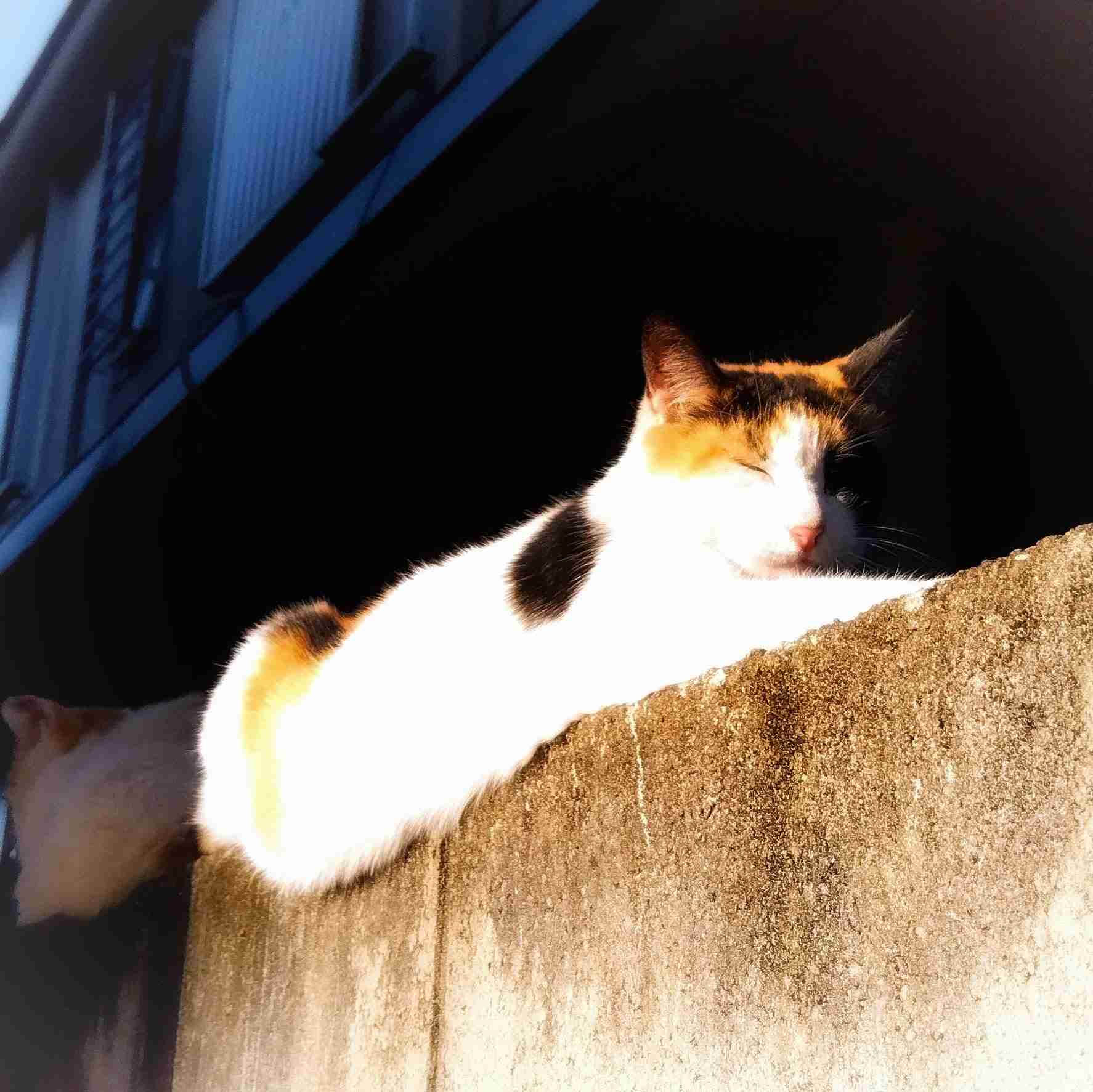 がるちゃん猫カフェ88号店開店しました♫(初めてのの方も大歓迎♫)
