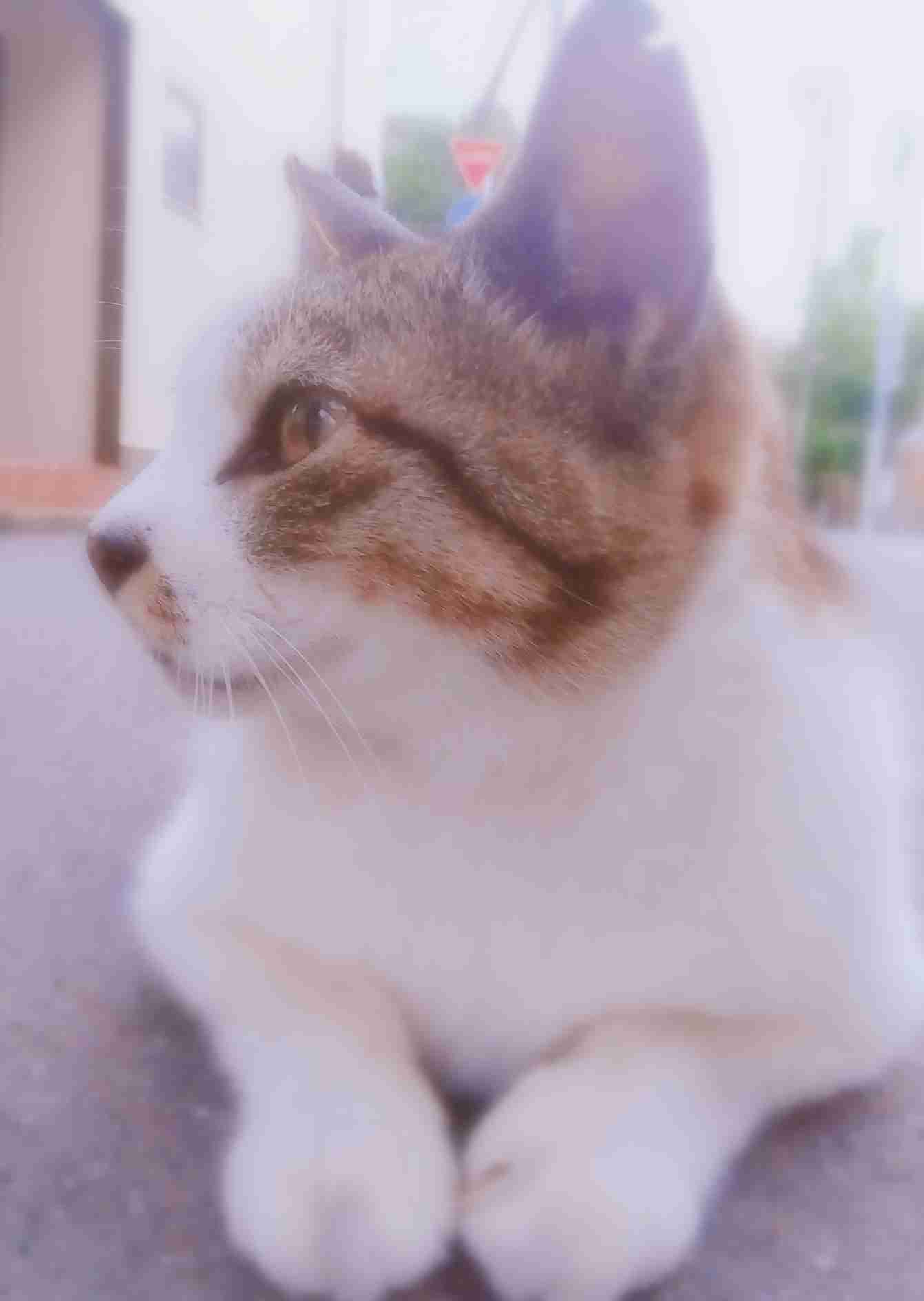 がるちゃん猫カフェ88号店開店しました♫(初めてのの方も大歓迎♫)