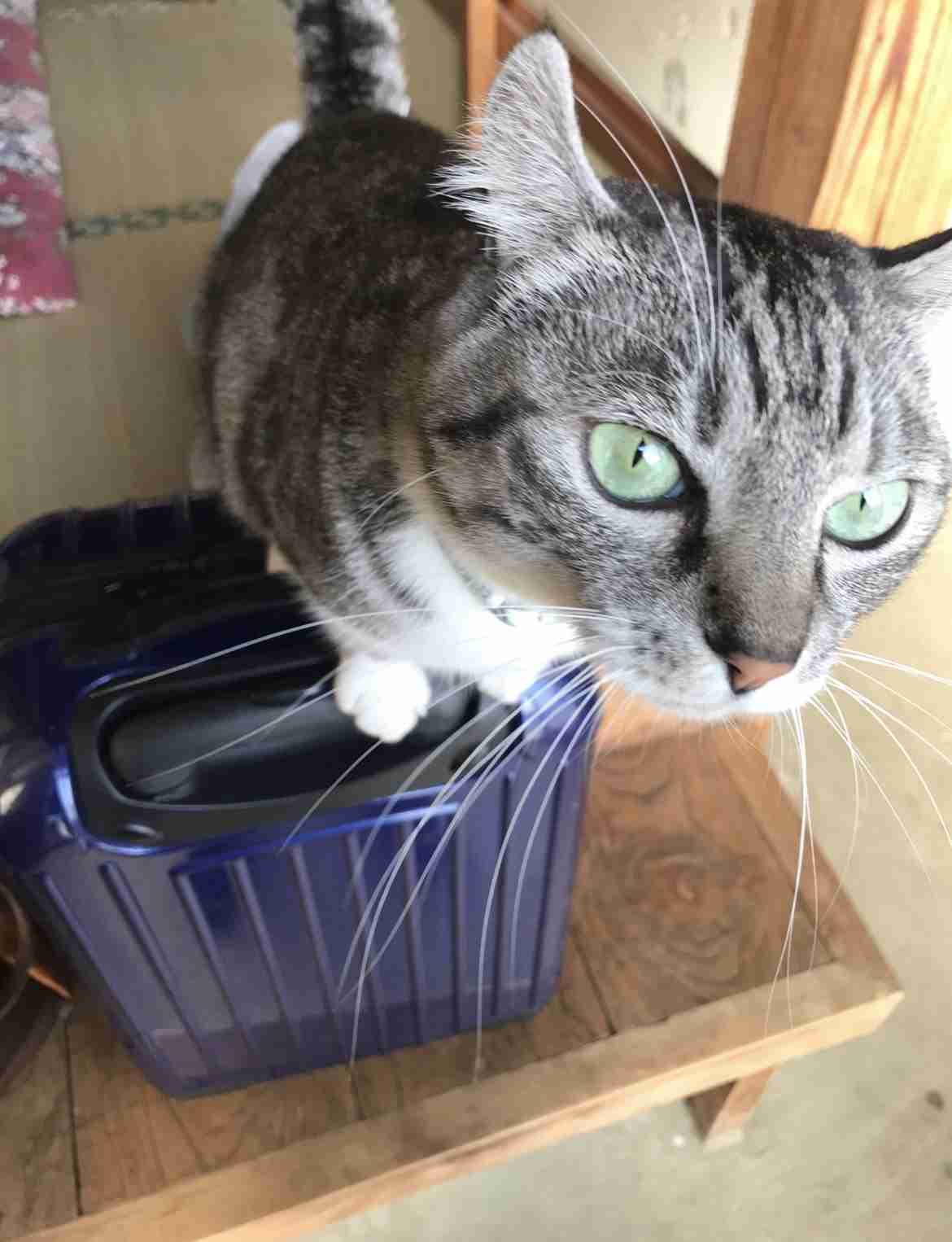 がるちゃん猫カフェ88号店開店しました♫(初めてのの方も大歓迎♫)