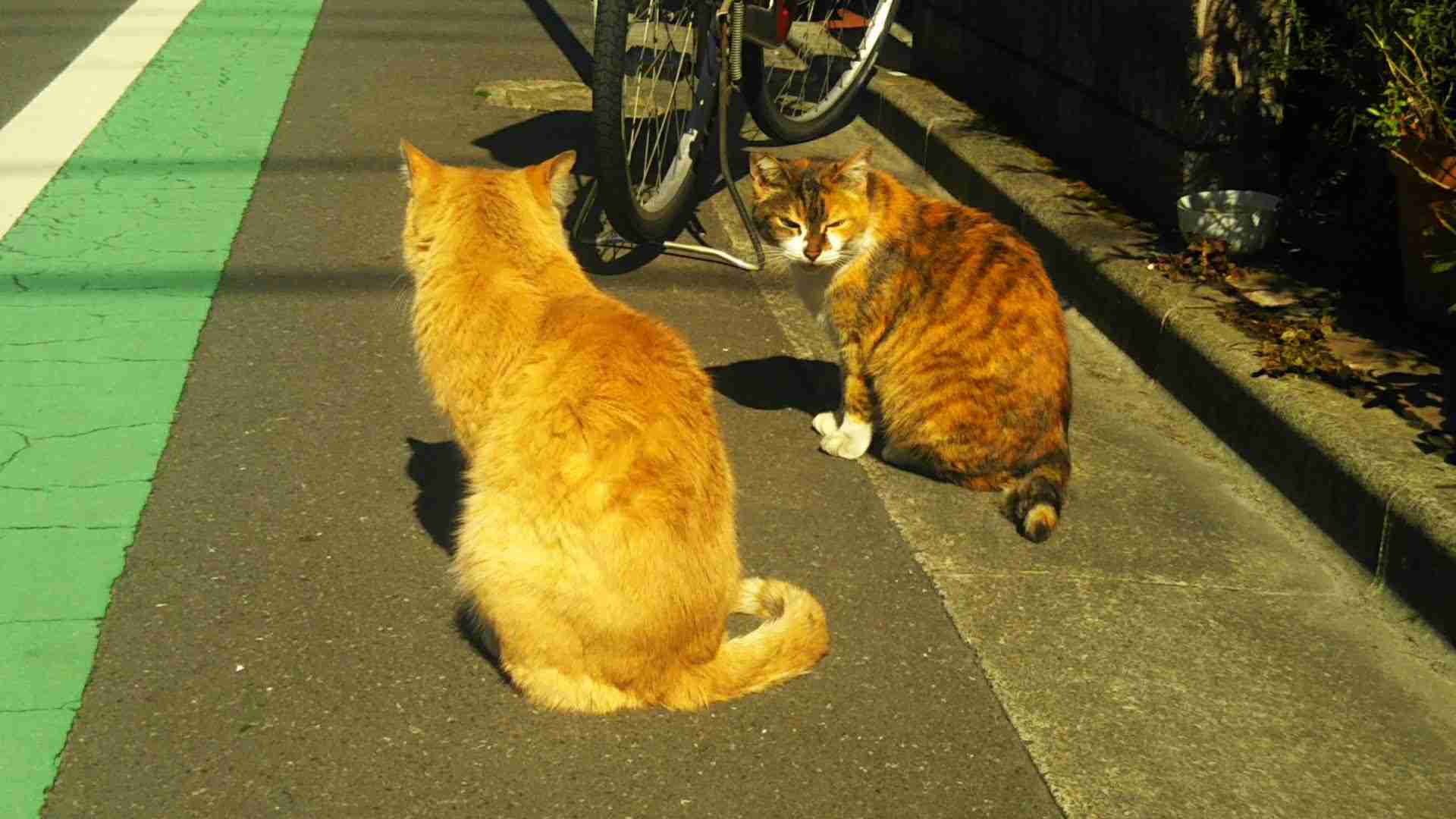 がるちゃん猫カフェ88号店開店しました♫(初めてのの方も大歓迎♫)