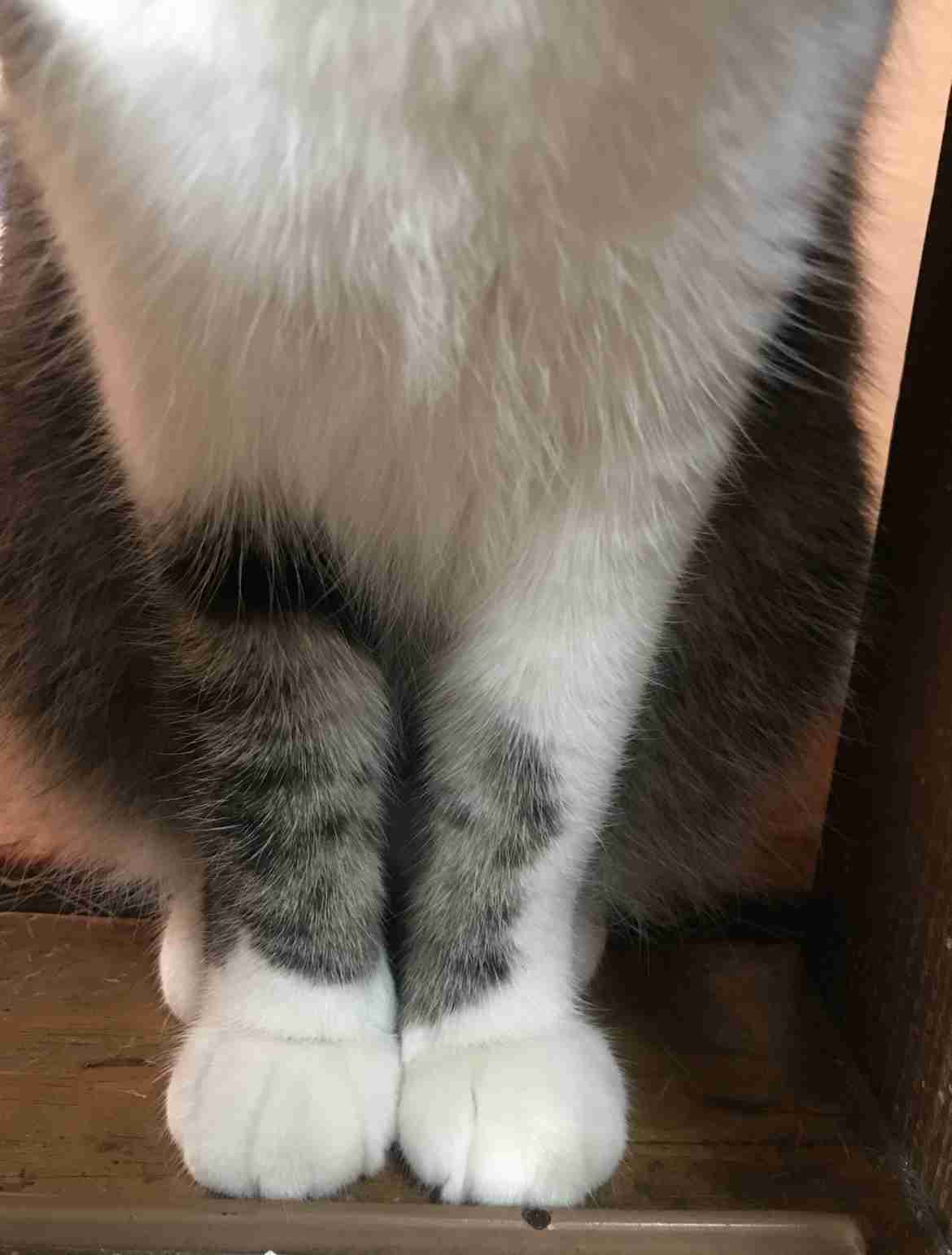 がるちゃん猫カフェ88号店開店しました♫(初めてのの方も大歓迎♫)