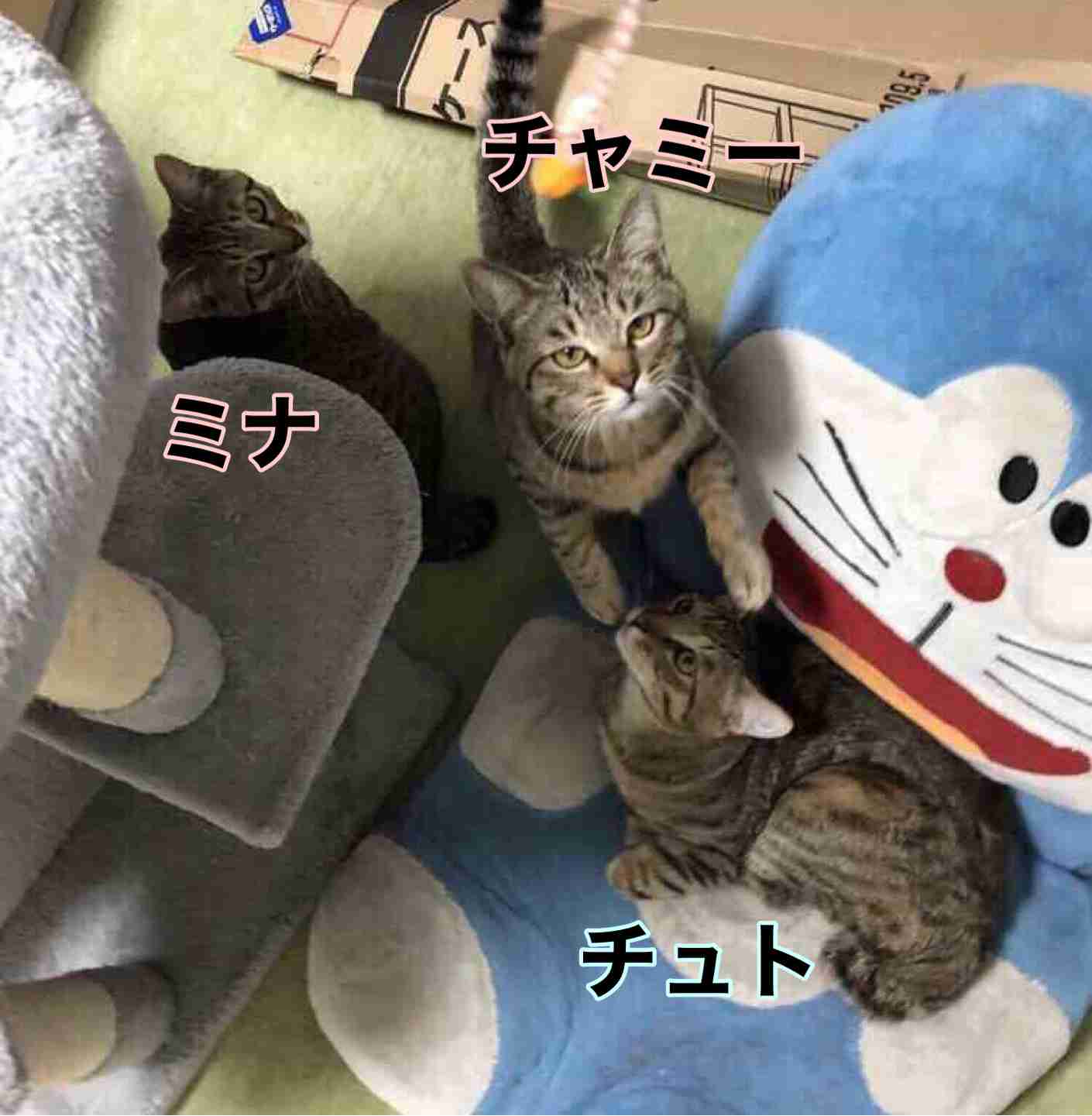 がるちゃん猫カフェ88号店開店しました♫(初めてのの方も大歓迎♫)