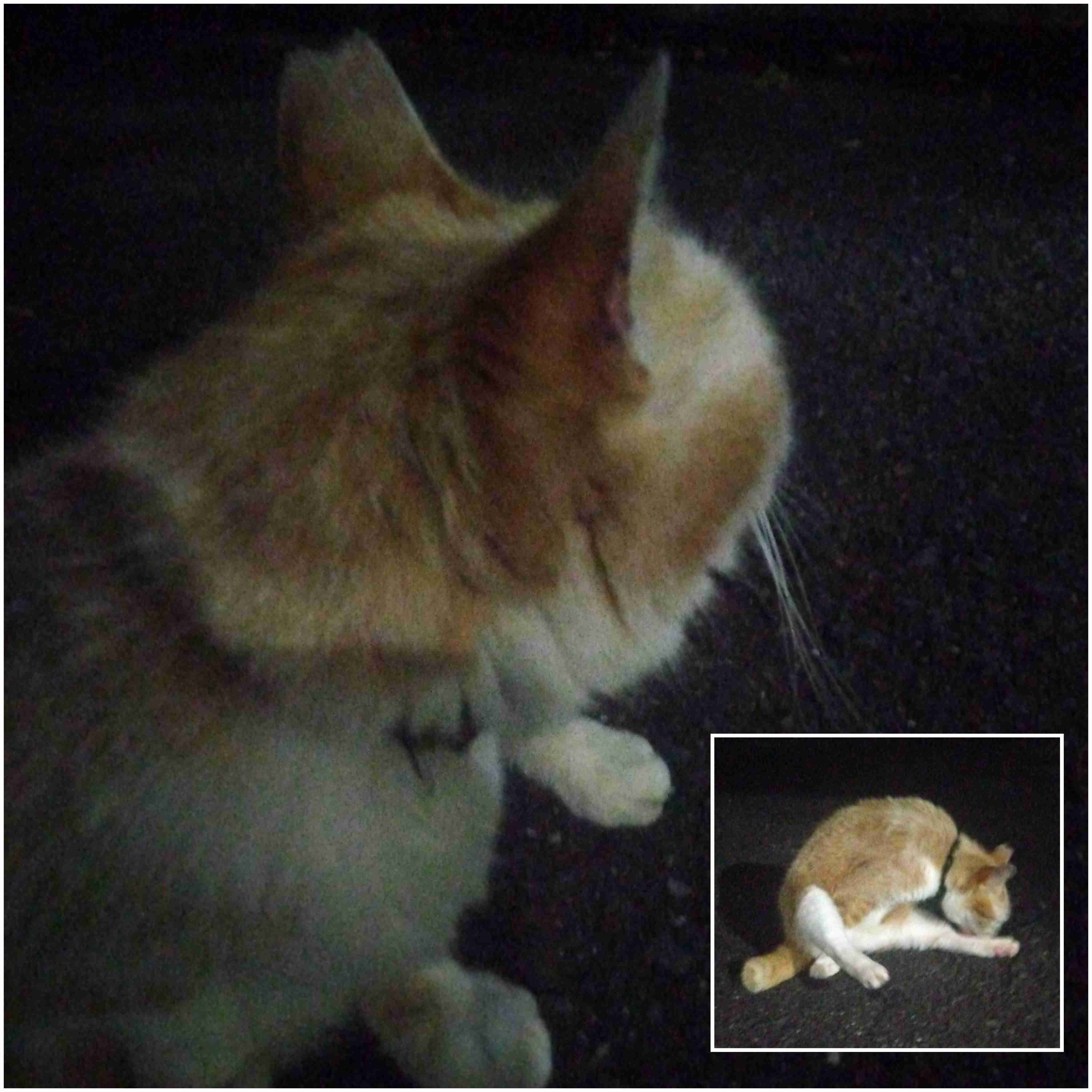 がるちゃん猫カフェ88号店開店しました♫(初めてのの方も大歓迎♫)