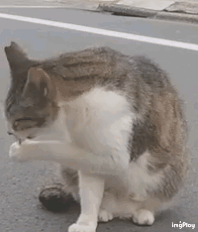 がるちゃん猫カフェ88号店開店しました♫(初めてのの方も大歓迎♫)