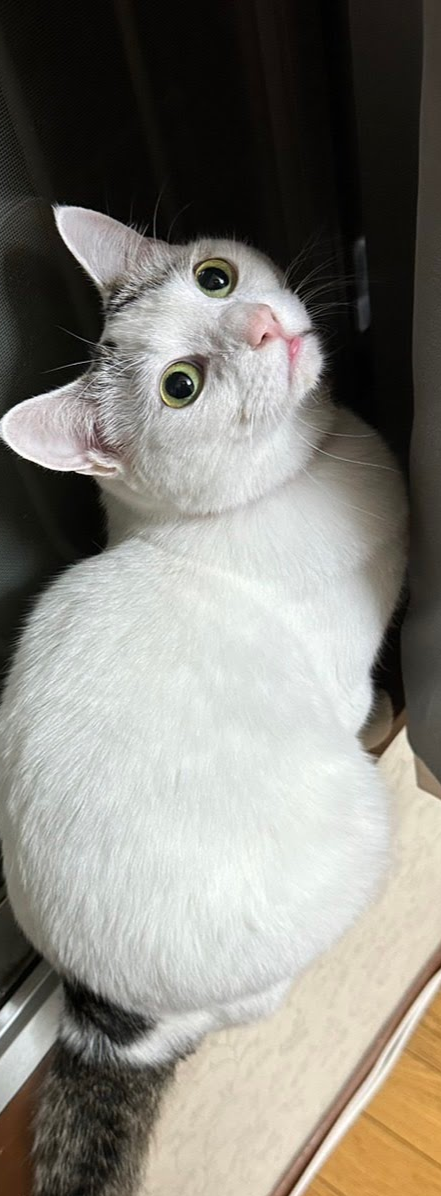 がるちゃん猫カフェ88号店開店しました♫(初めてのの方も大歓迎♫)