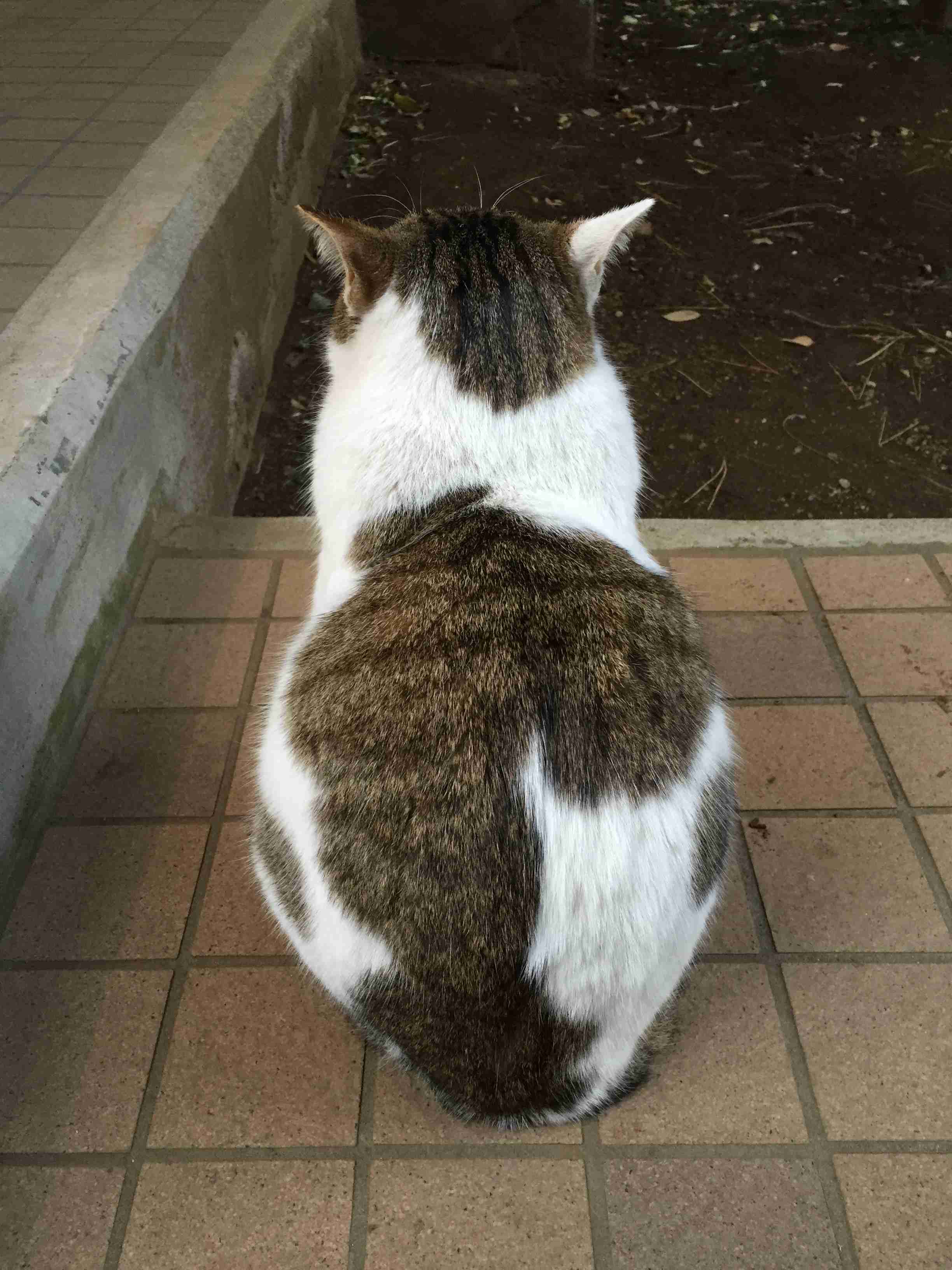 がるちゃん猫カフェ88号店開店しました♫(初めてのの方も大歓迎♫)