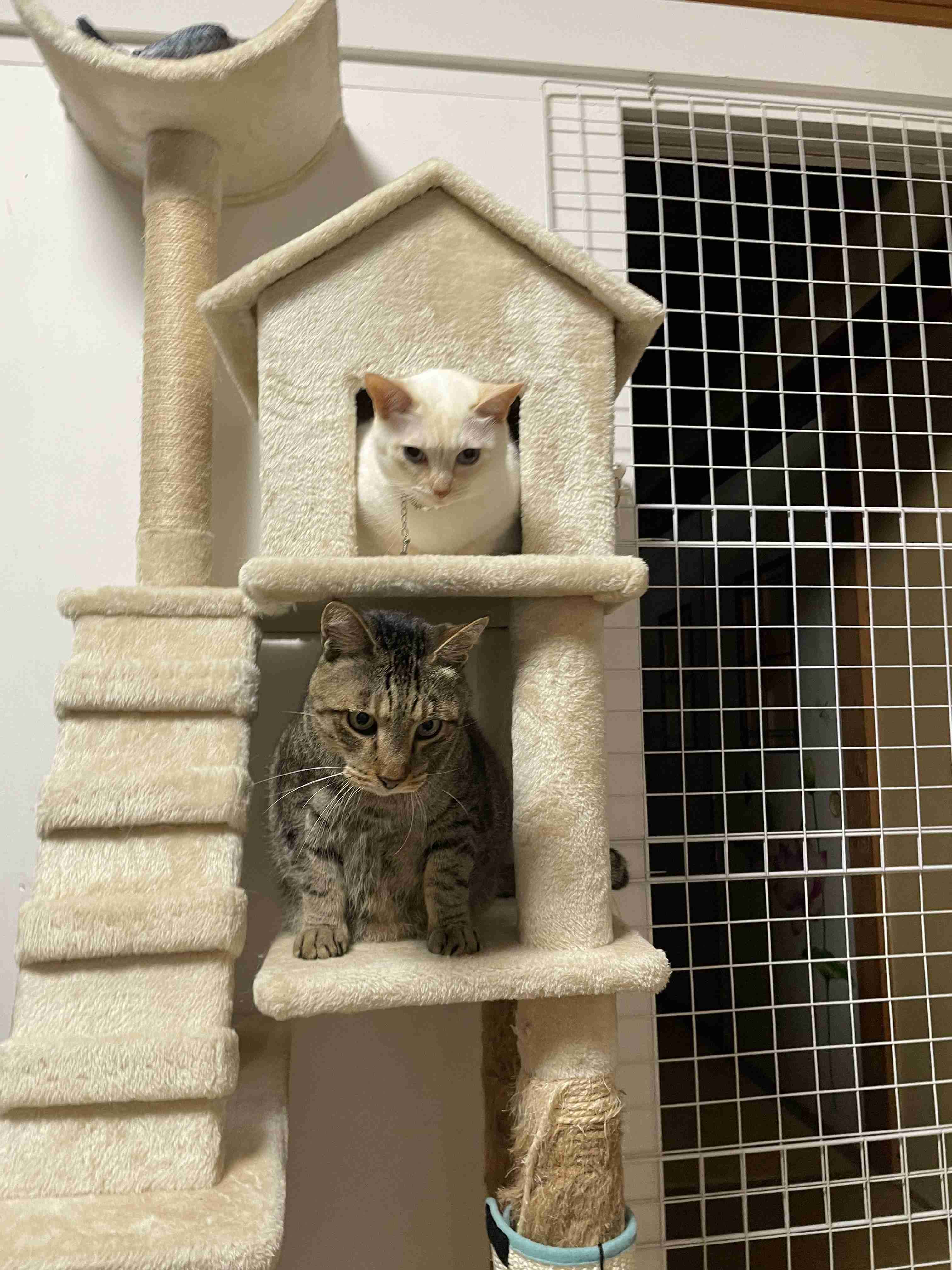 がるちゃん猫カフェ88号店開店しました♫(初めてのの方も大歓迎♫)