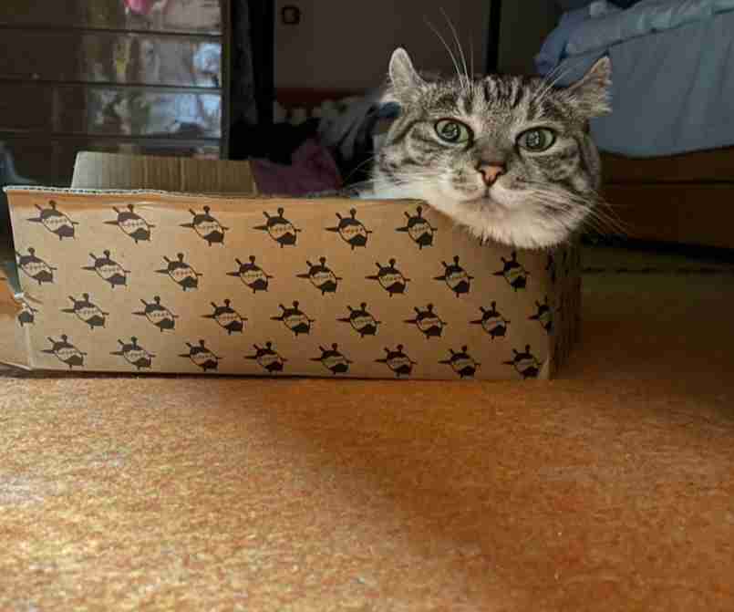 がるちゃん猫カフェ88号店開店しました♫(初めてのの方も大歓迎♫)