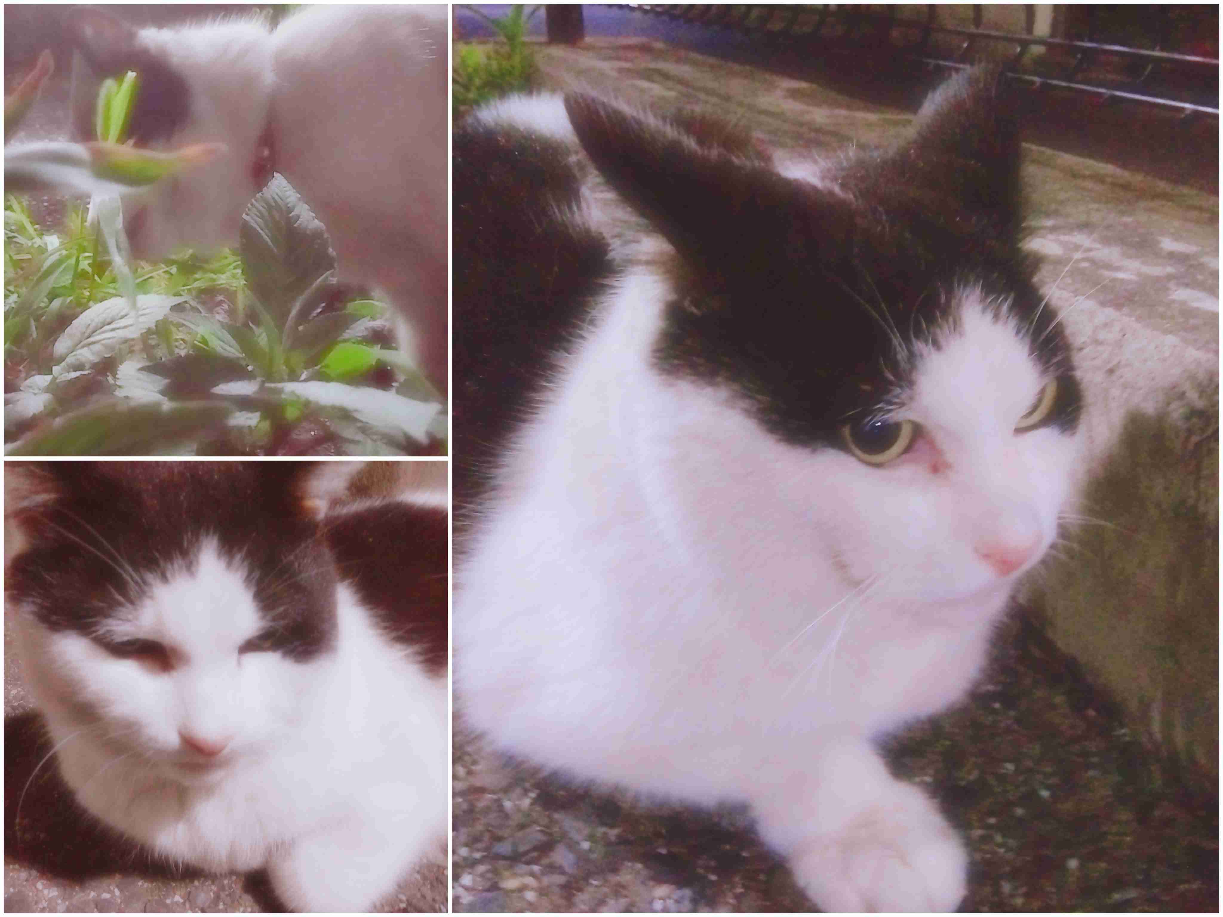がるちゃん猫カフェ88号店開店しました♫(初めてのの方も大歓迎♫)