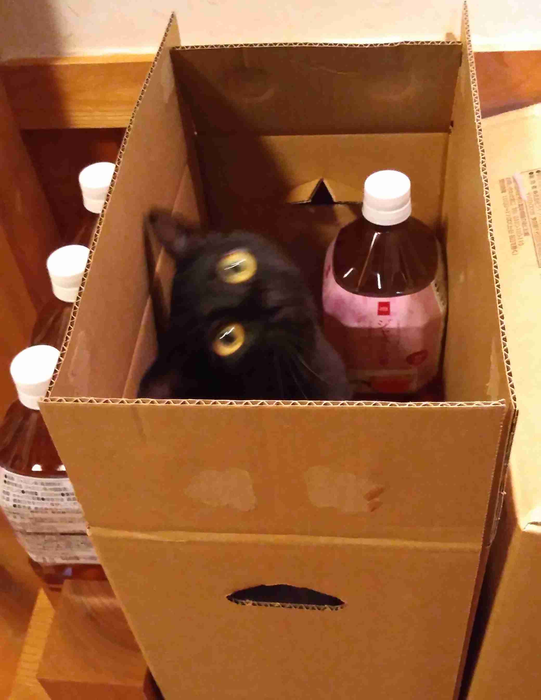 がるちゃん猫カフェ88号店開店しました♫(初めてのの方も大歓迎♫)