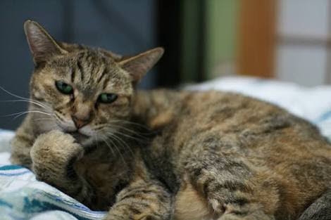 がるちゃん猫カフェ88号店開店しました♫(初めてのの方も大歓迎♫)