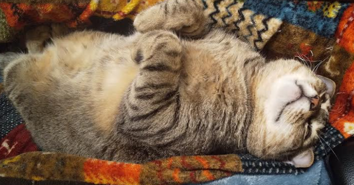 がるちゃん猫カフェ88号店開店しました♫(初めてのの方も大歓迎♫)