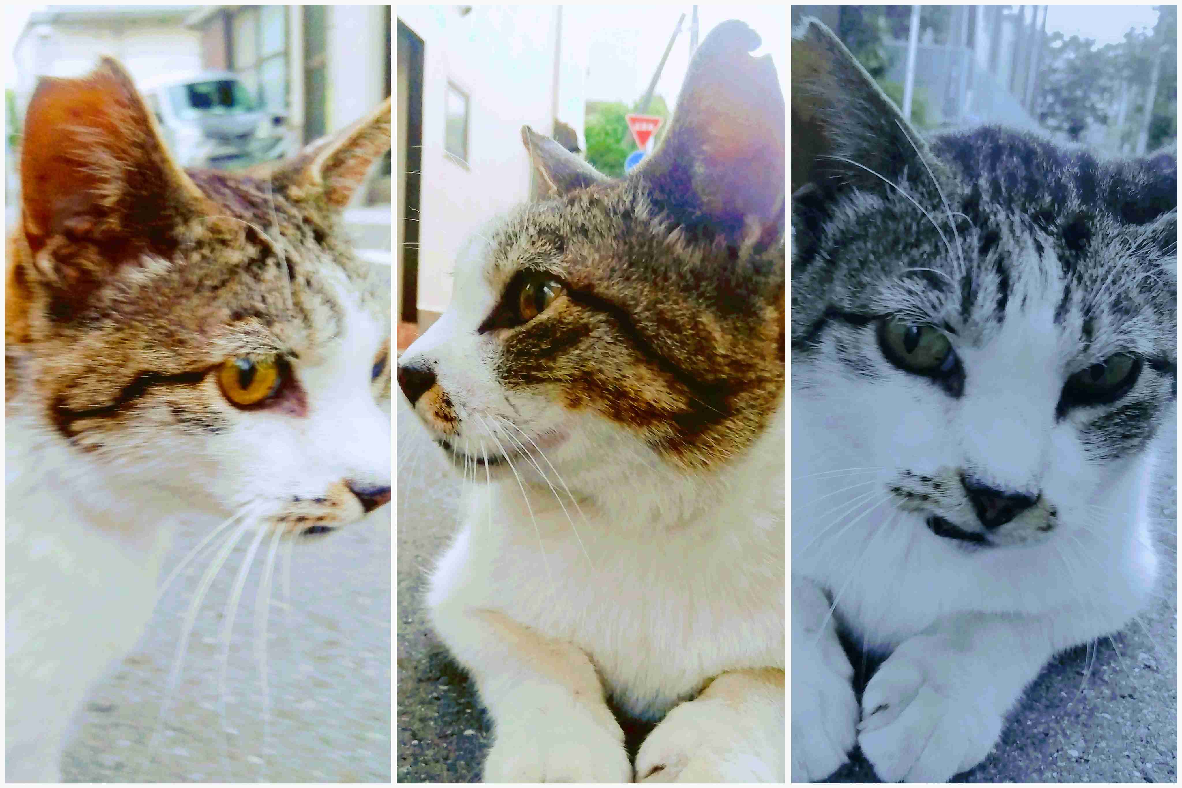 がるちゃん猫カフェ88号店開店しました♫(初めてのの方も大歓迎♫)