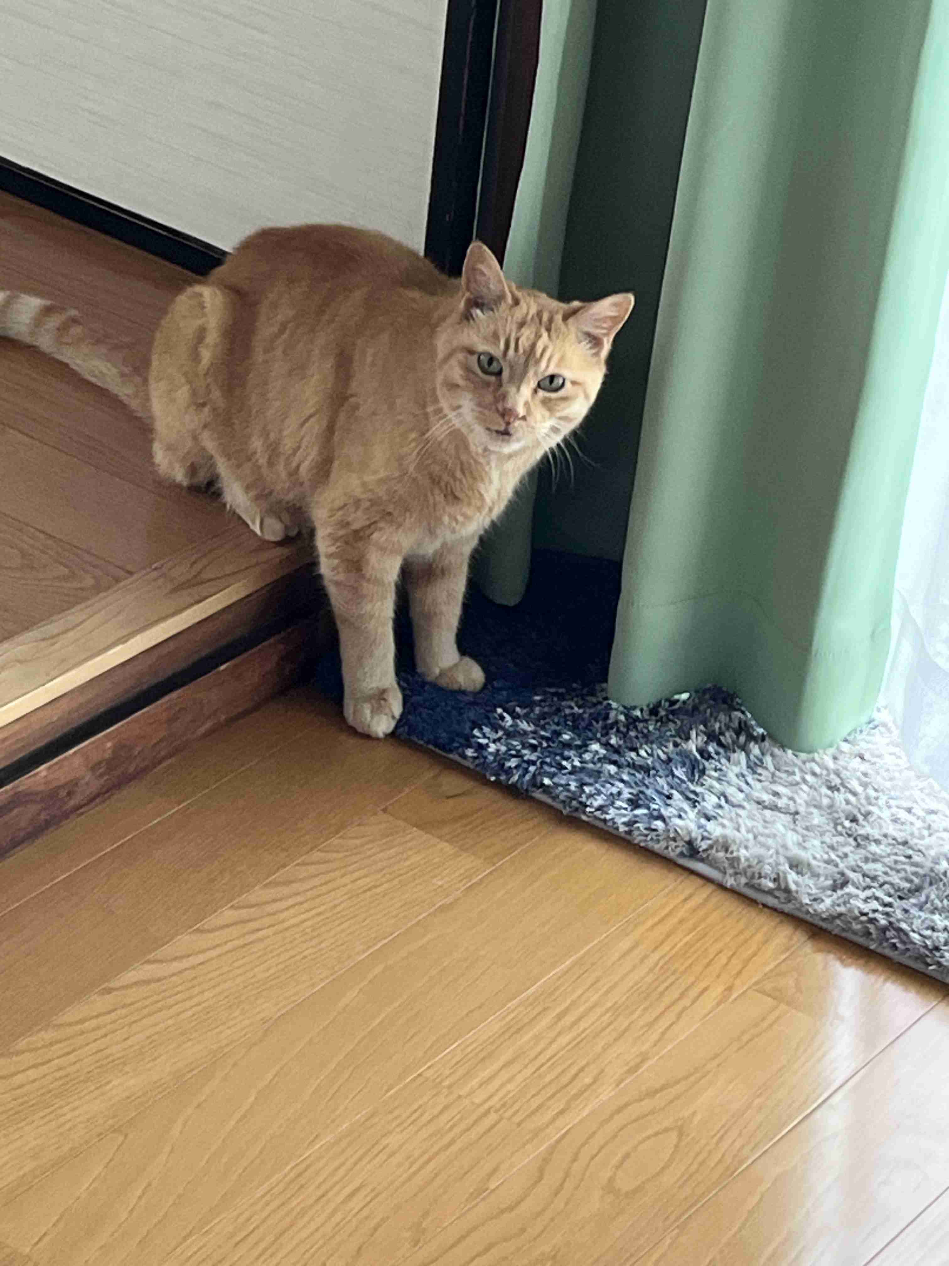 がるちゃん猫カフェ88号店開店しました♫(初めてのの方も大歓迎♫)