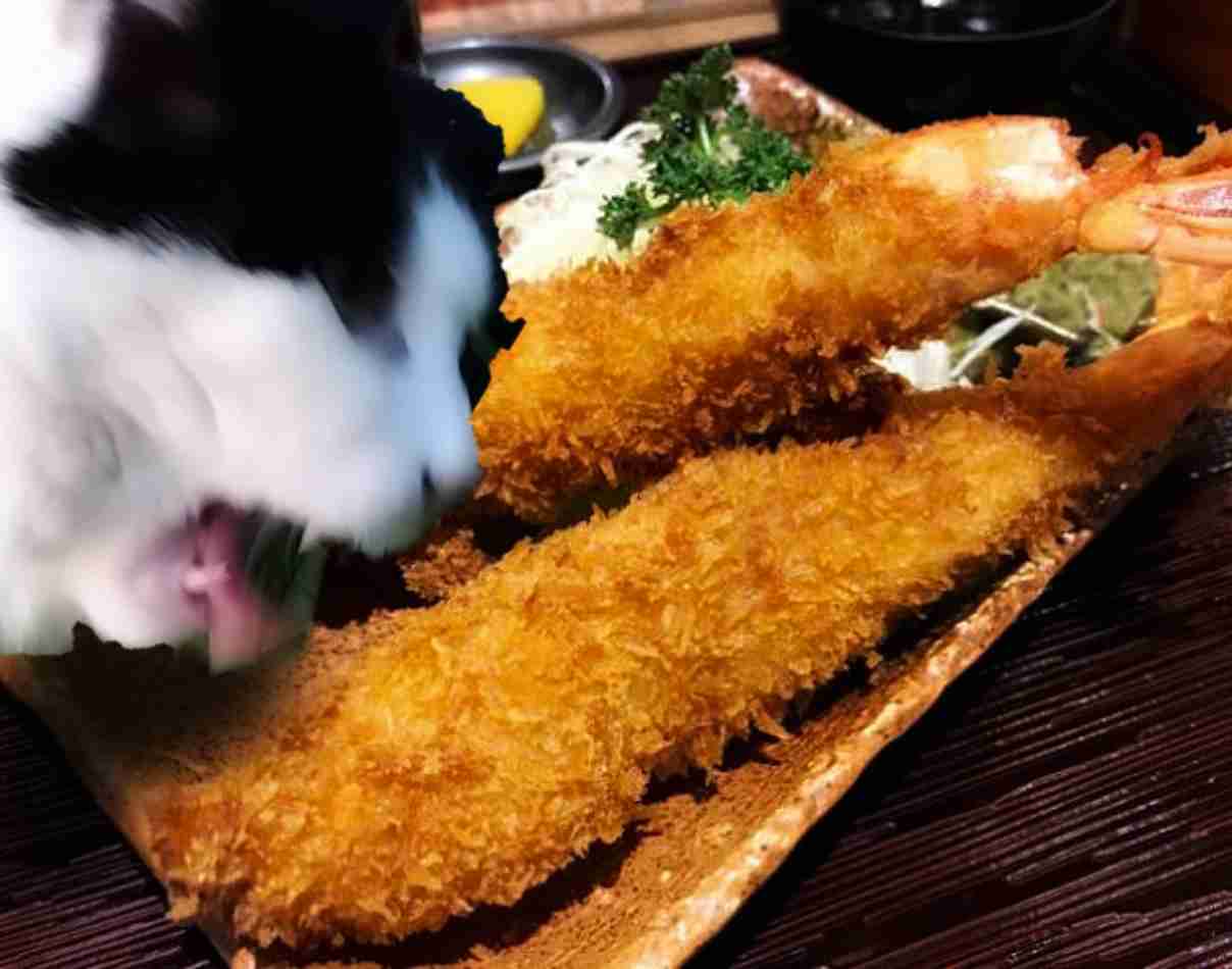 がるちゃん猫カフェ88号店開店しました♫(初めてのの方も大歓迎♫)