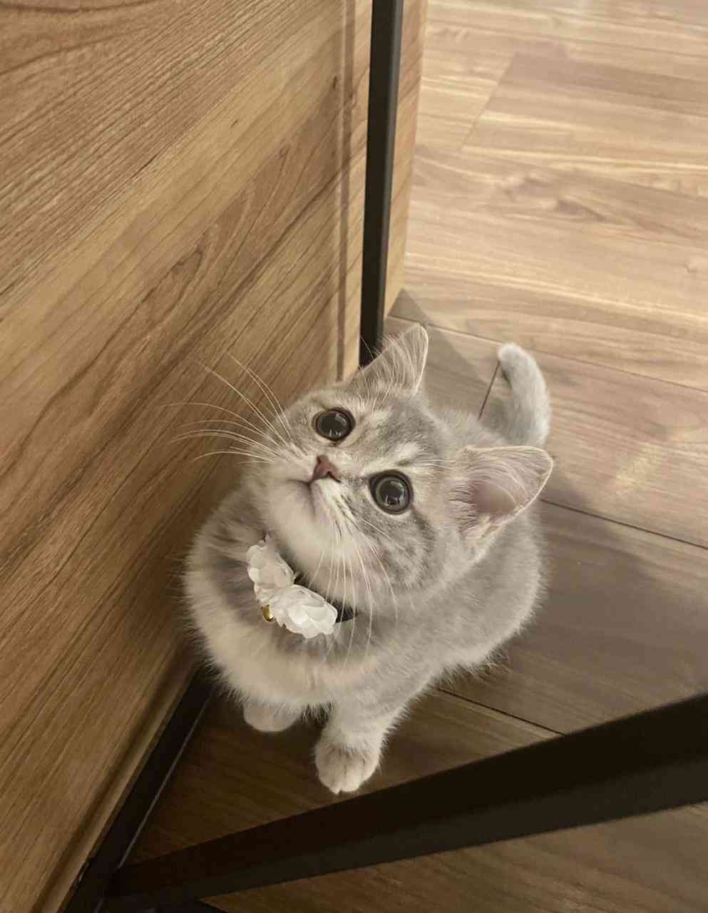 がるちゃん猫カフェ88号店開店しました♫(初めてのの方も大歓迎♫)