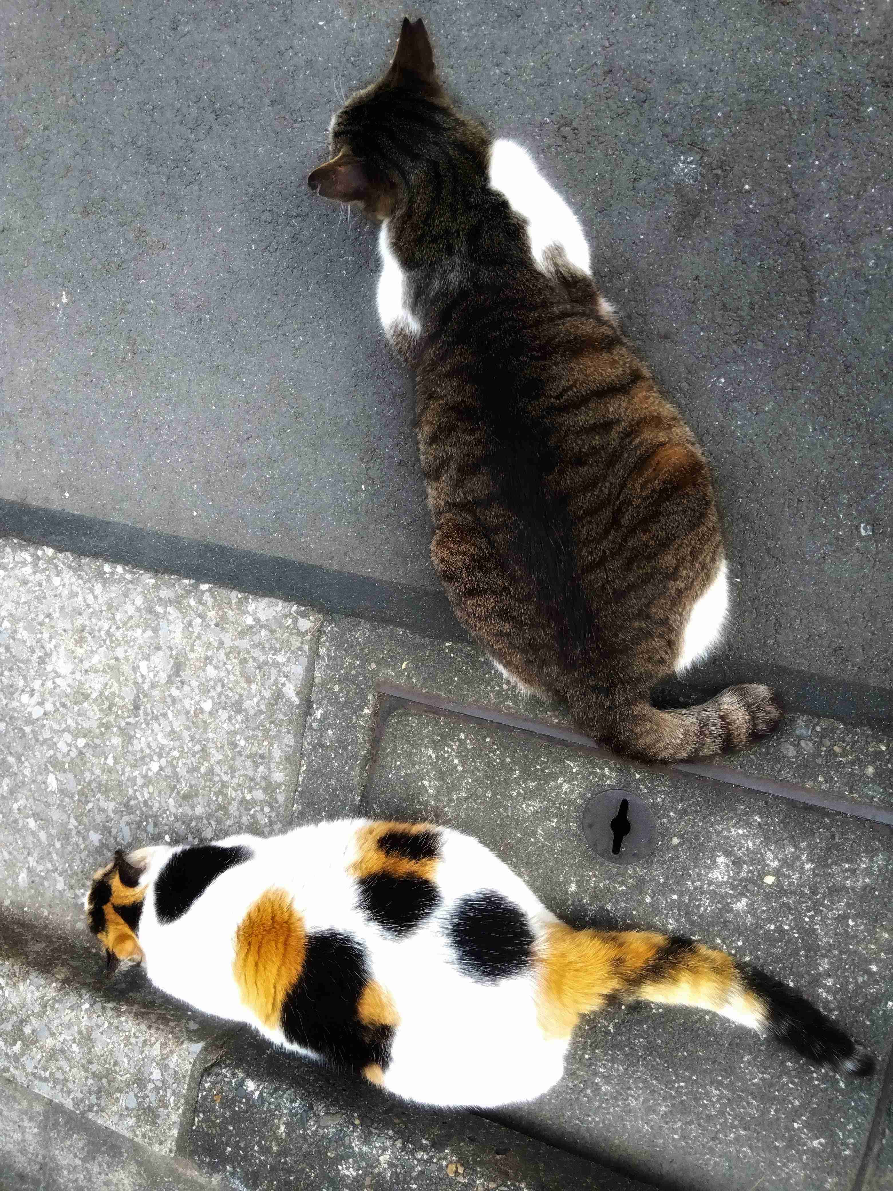 がるちゃん猫カフェ88号店開店しました♫(初めてのの方も大歓迎♫)