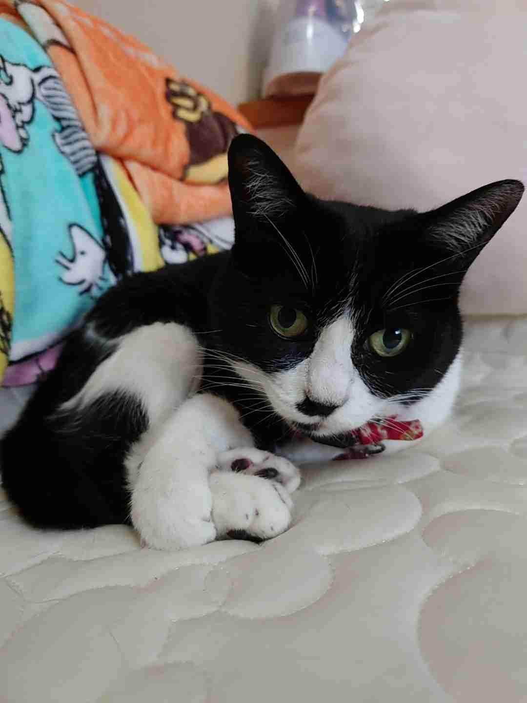 がるちゃん猫カフェ88号店開店しました♫(初めてのの方も大歓迎♫)