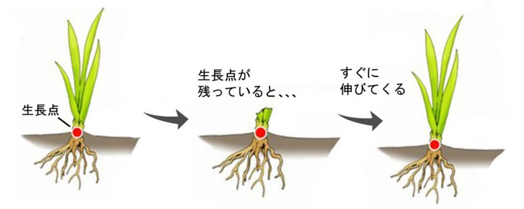 ガルちゃん🌿草むしり部 ~初夏の活動報告~
