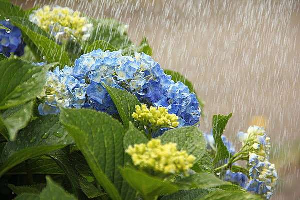 梅雨生まれの方【6月誕生日】