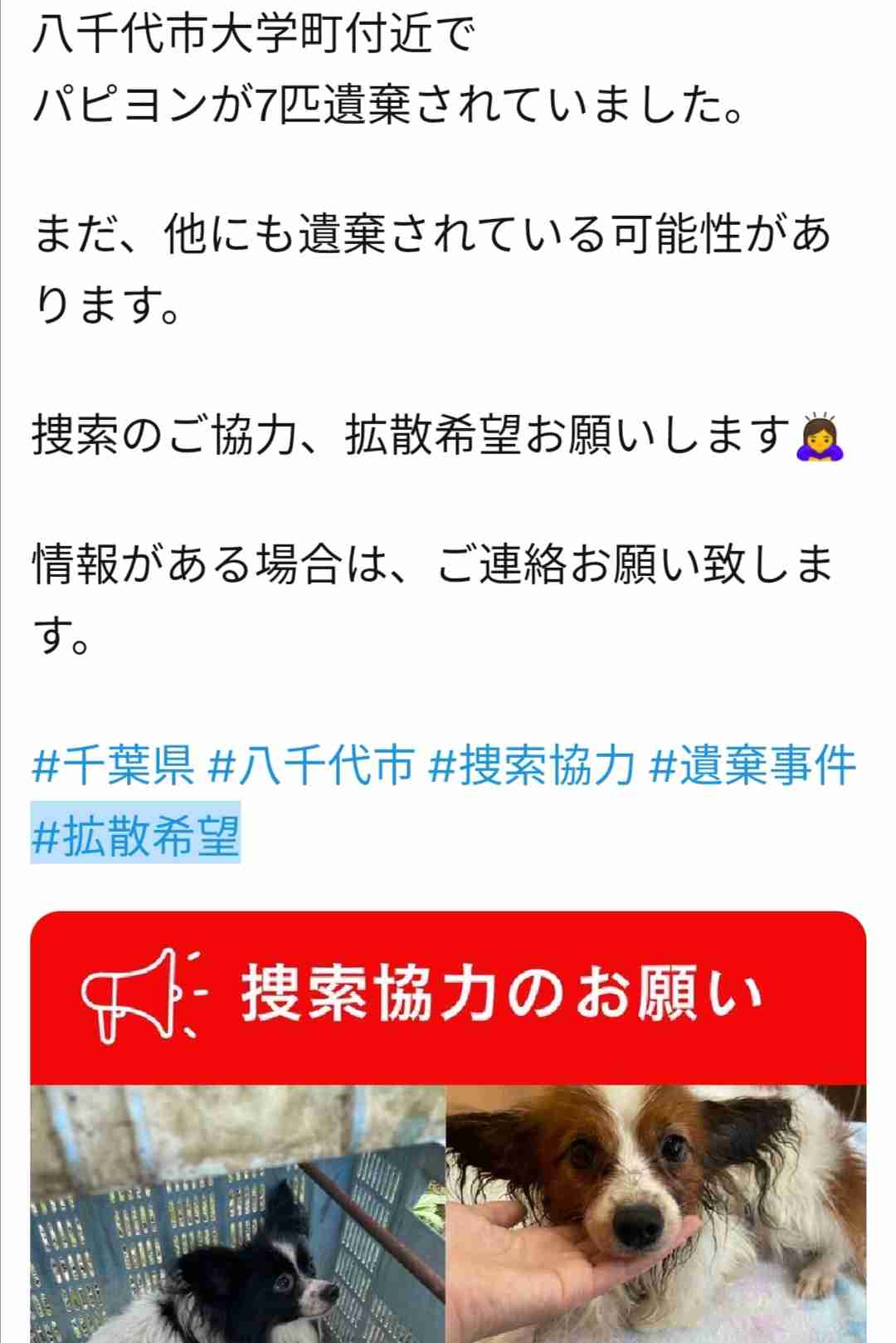 捨てられた「シバ犬」相次ぎ発見　徳島県の山奥で…