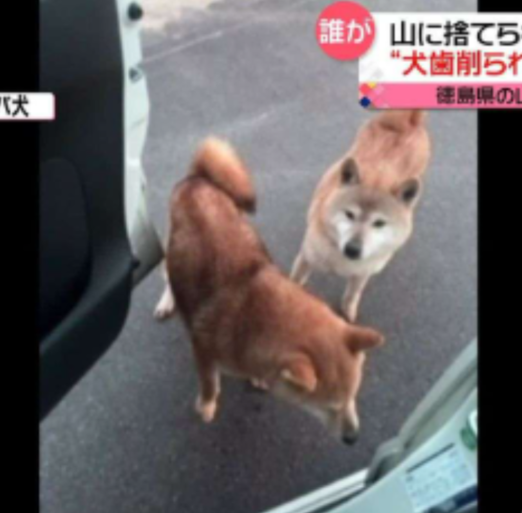 捨てられた「シバ犬」相次ぎ発見　徳島県の山奥で…