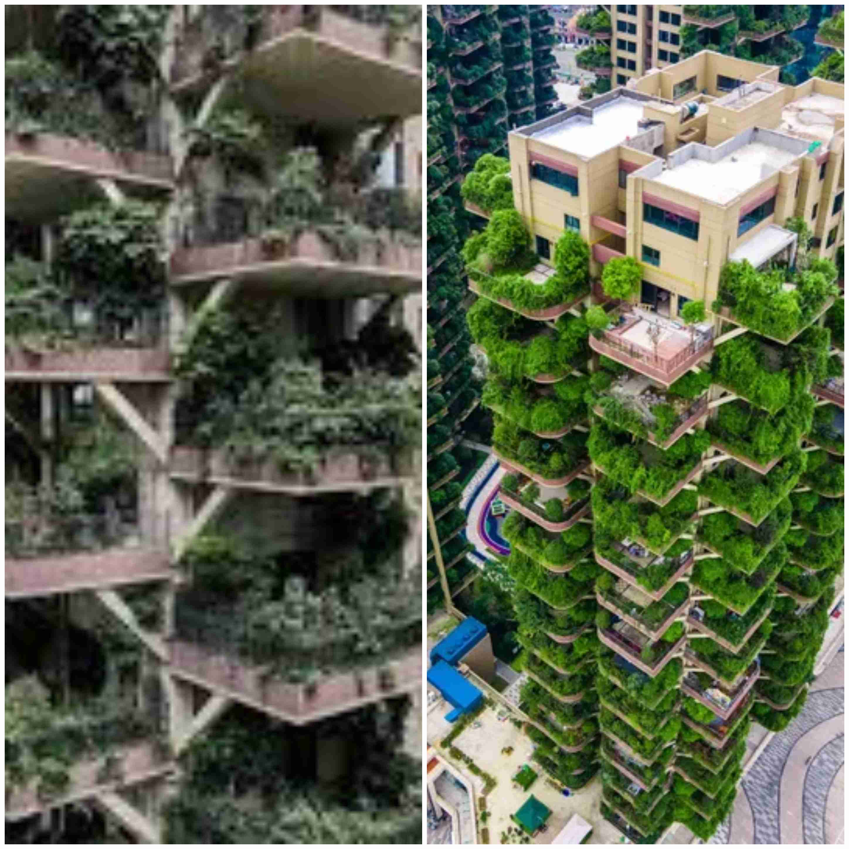 都心マンション屋上にウミネコが多数住み着き“巣作り” 原因は「屋上緑化」か? 近隣住民“みゃーみゃー”という鳴き声やフン被害に困惑