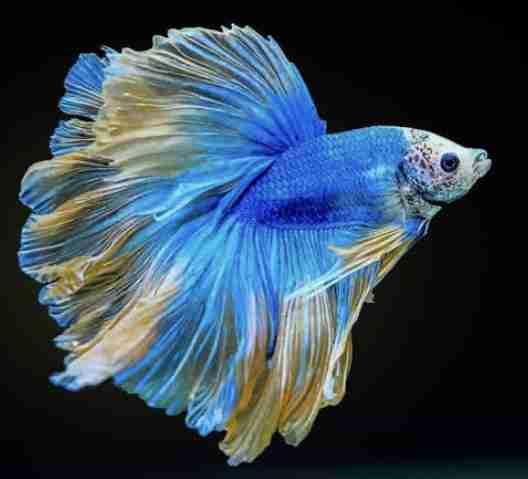 🐠熱帯魚・海水魚・淡水魚に癒される🫧