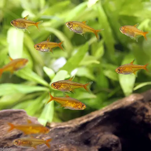 🐠熱帯魚・海水魚・淡水魚に癒される🫧