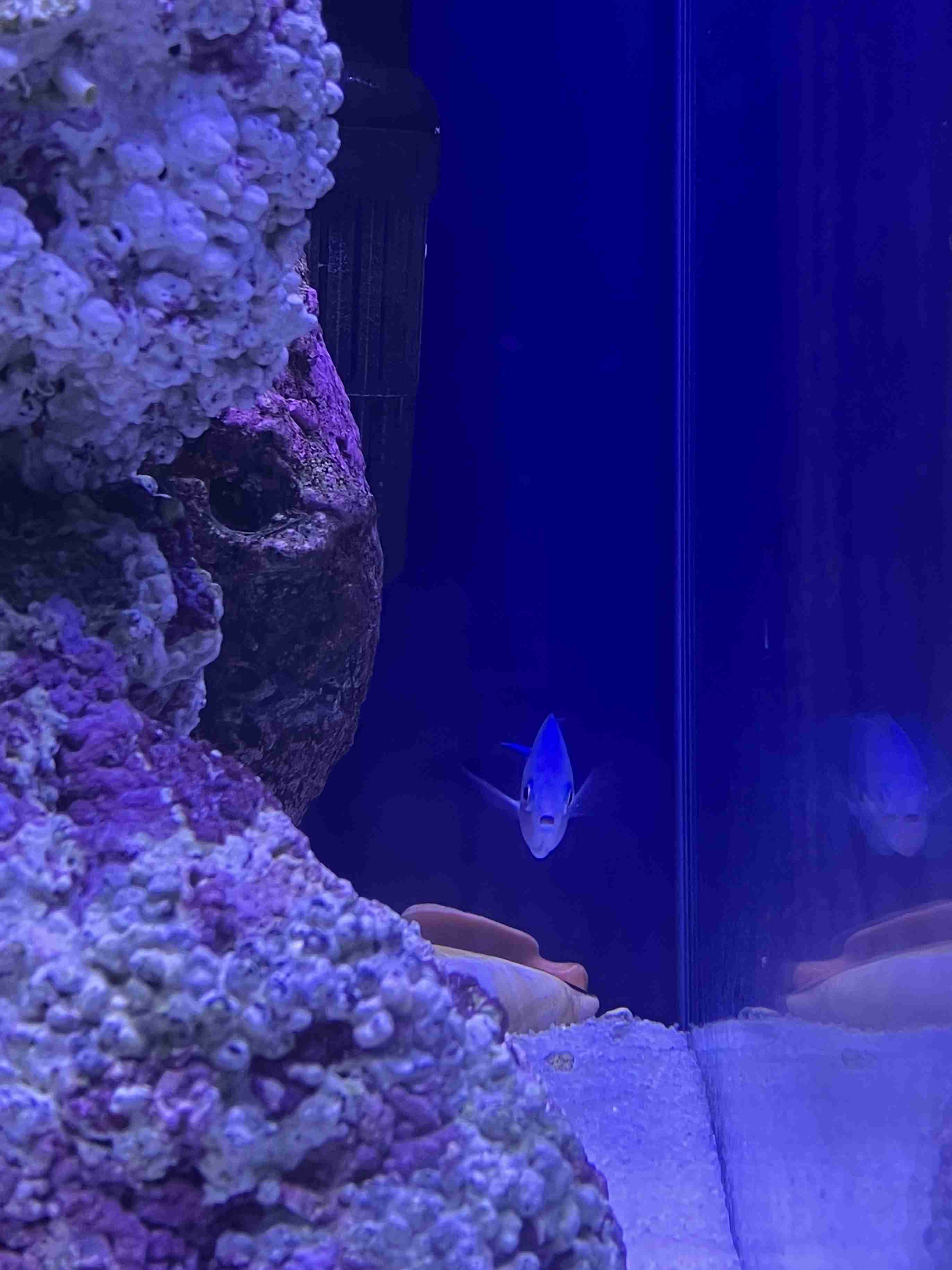 🐠熱帯魚・海水魚・淡水魚に癒される🫧