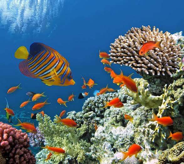 🐠熱帯魚・海水魚・淡水魚に癒される🫧