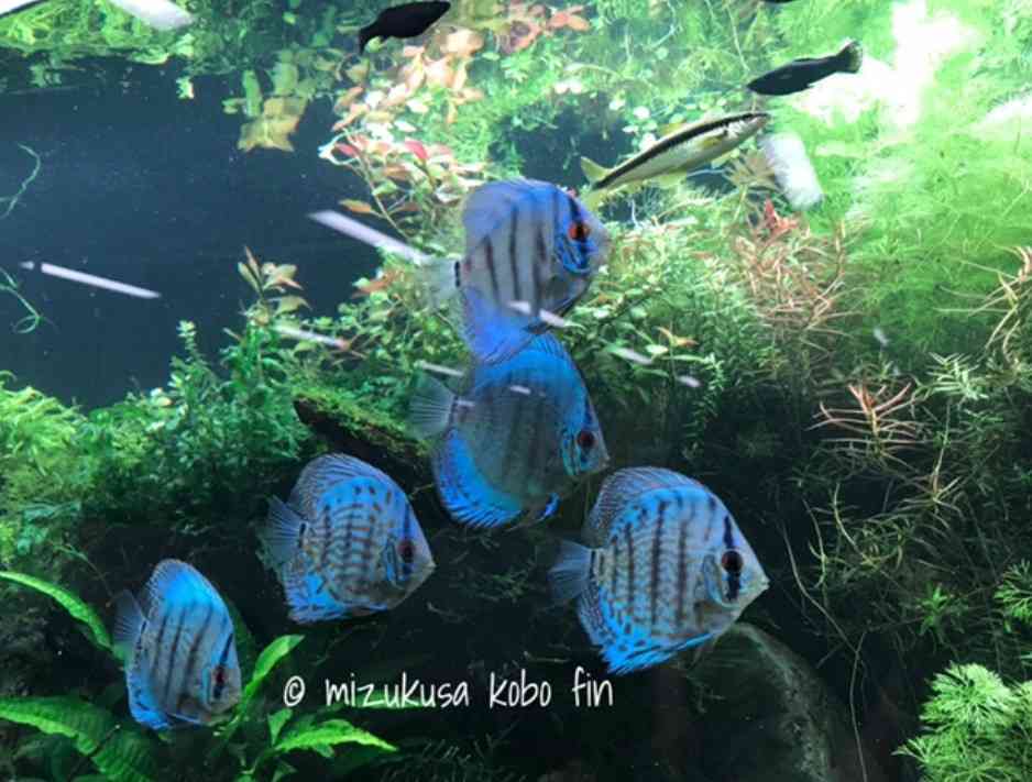 🐠熱帯魚・海水魚・淡水魚に癒される🫧