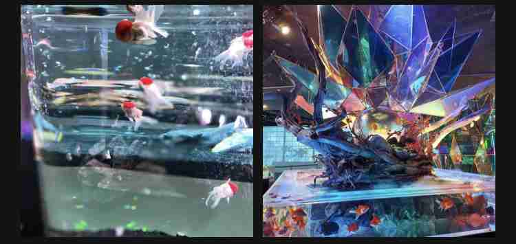 🐠熱帯魚・海水魚・淡水魚に癒される🫧