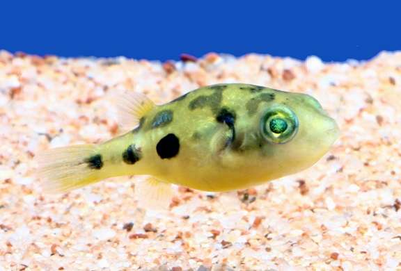 🐠熱帯魚・海水魚・淡水魚に癒される🫧