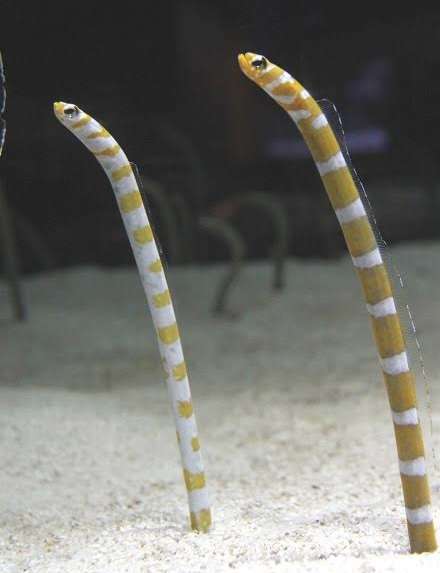 🐠熱帯魚・海水魚・淡水魚に癒される🫧