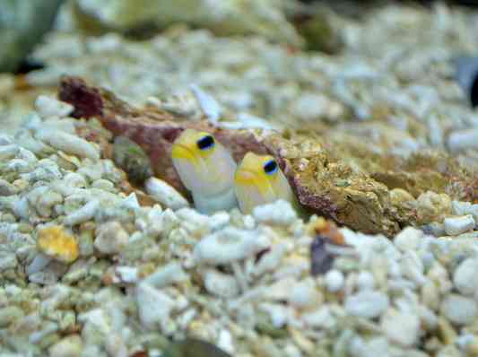 🐠熱帯魚・海水魚・淡水魚に癒される🫧